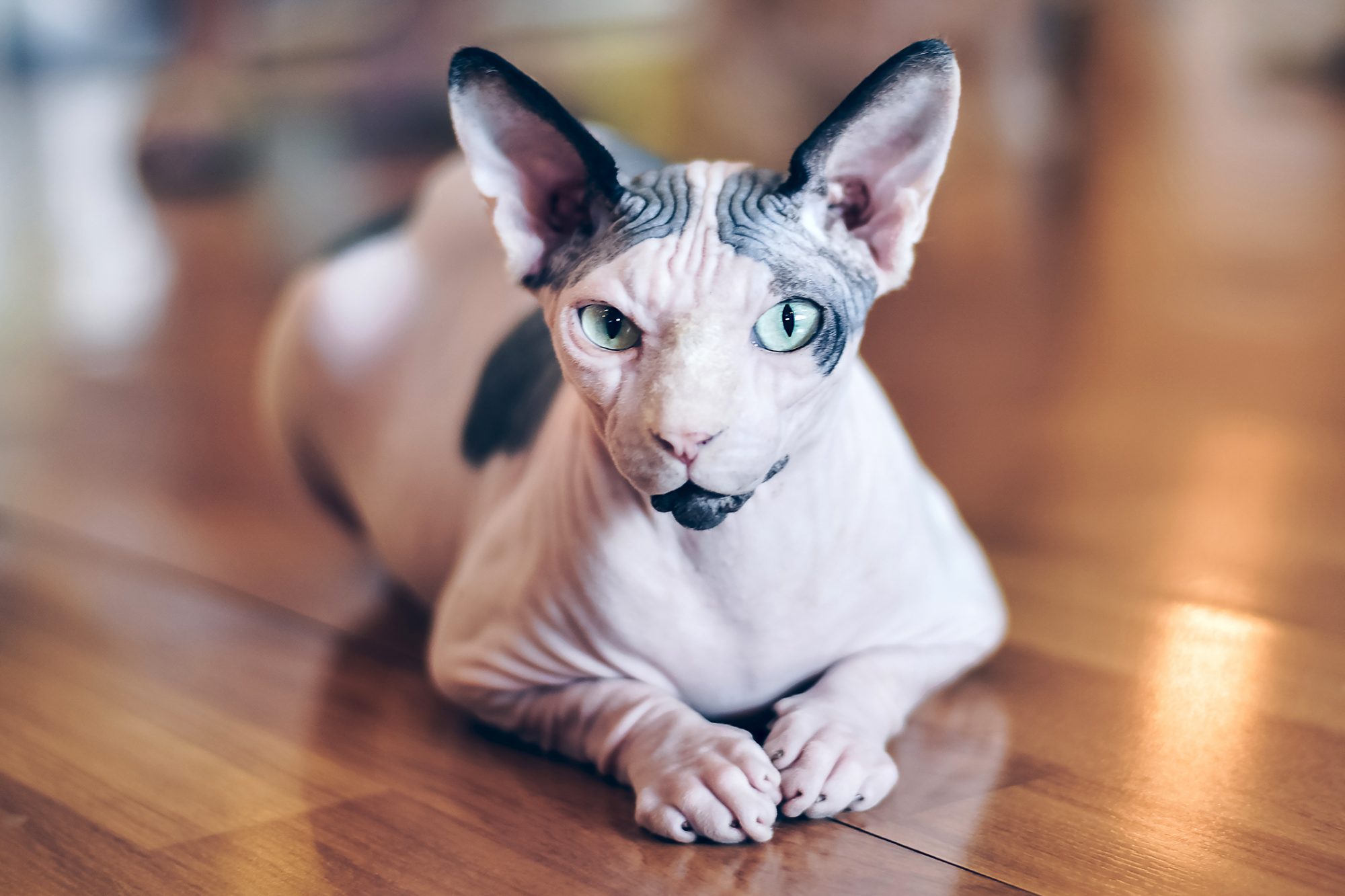 スフィンクス - sphynx