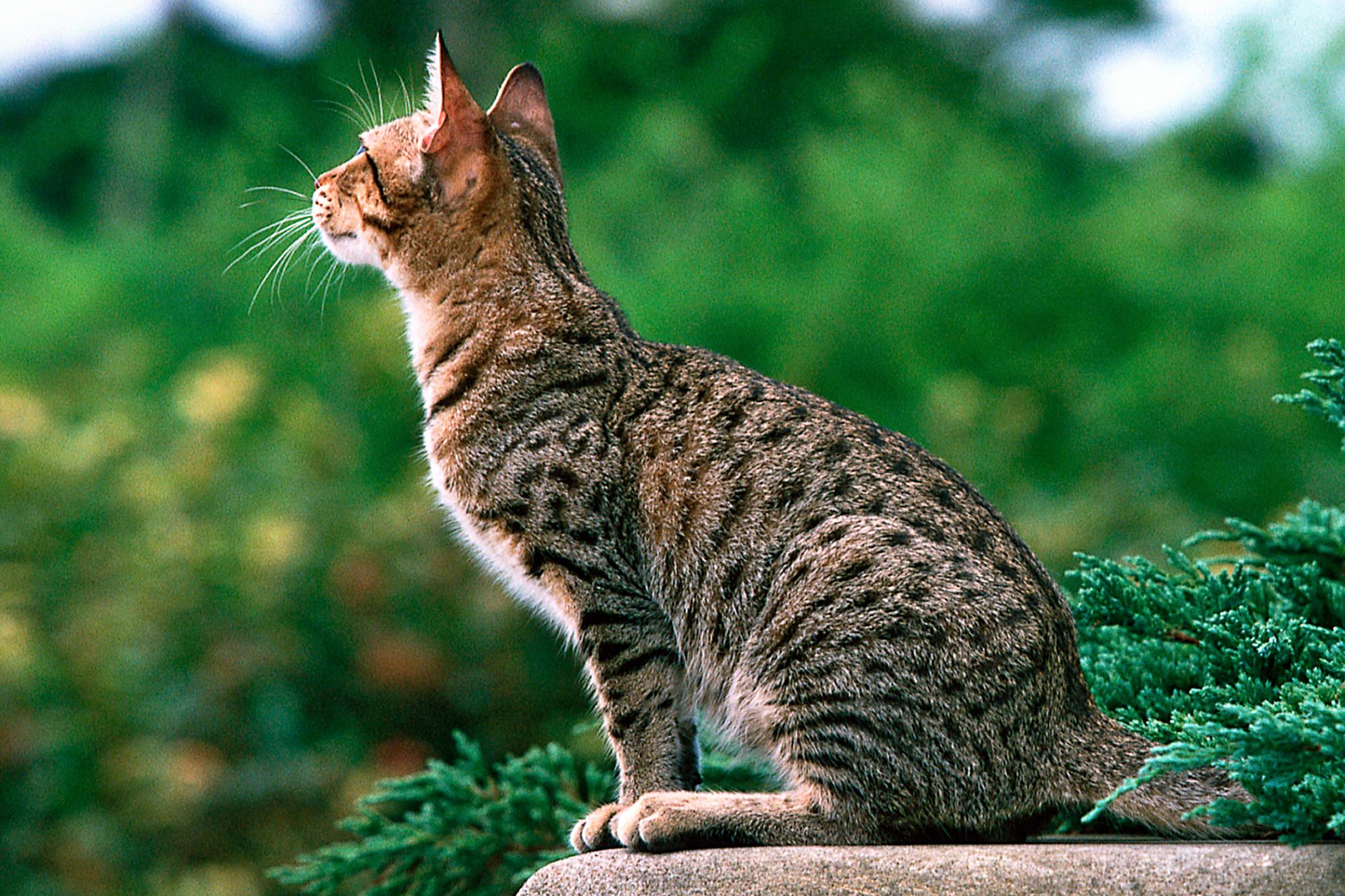 オシキャット ocicat