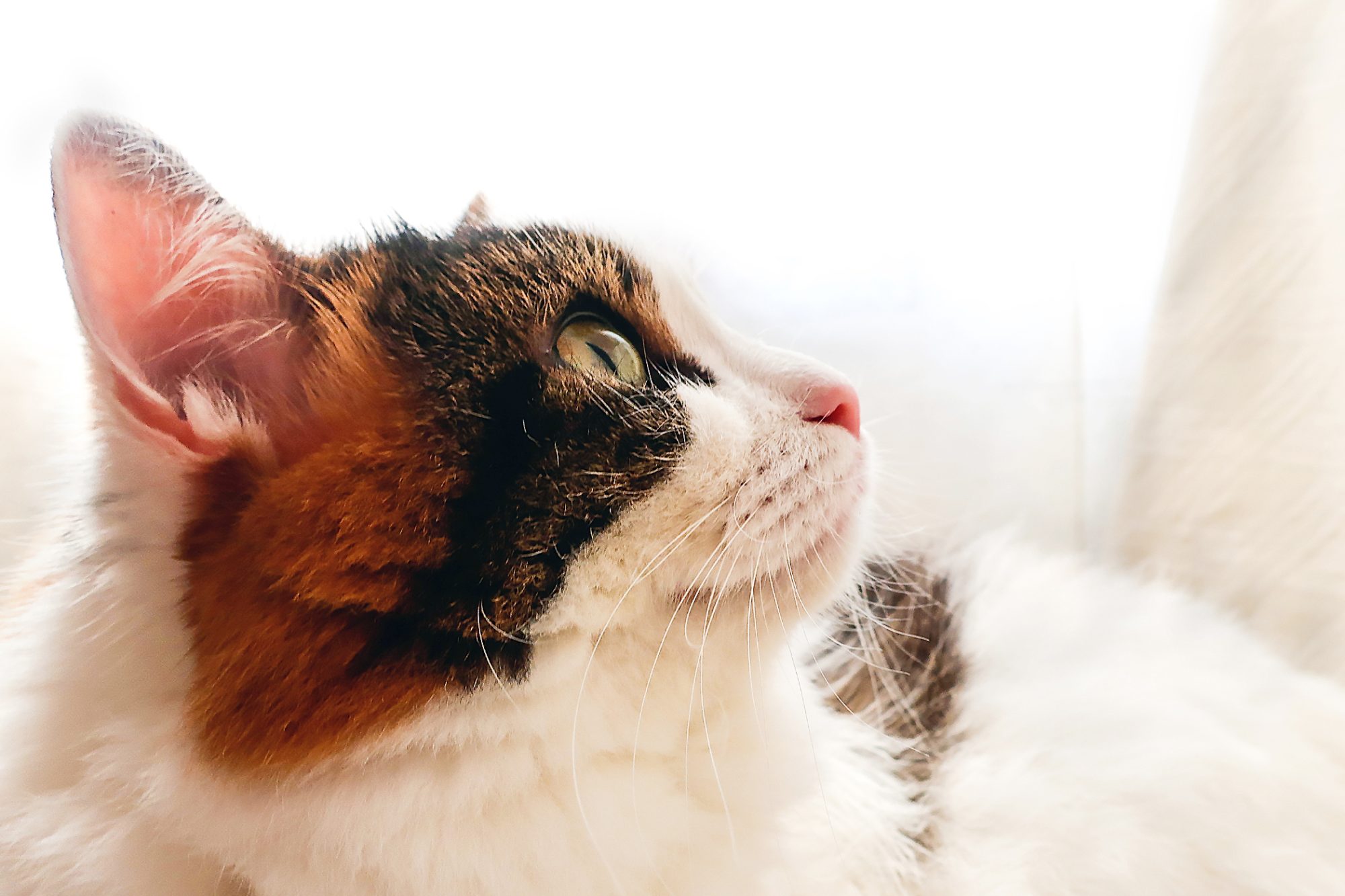 ターキッシュバン - turkishvan