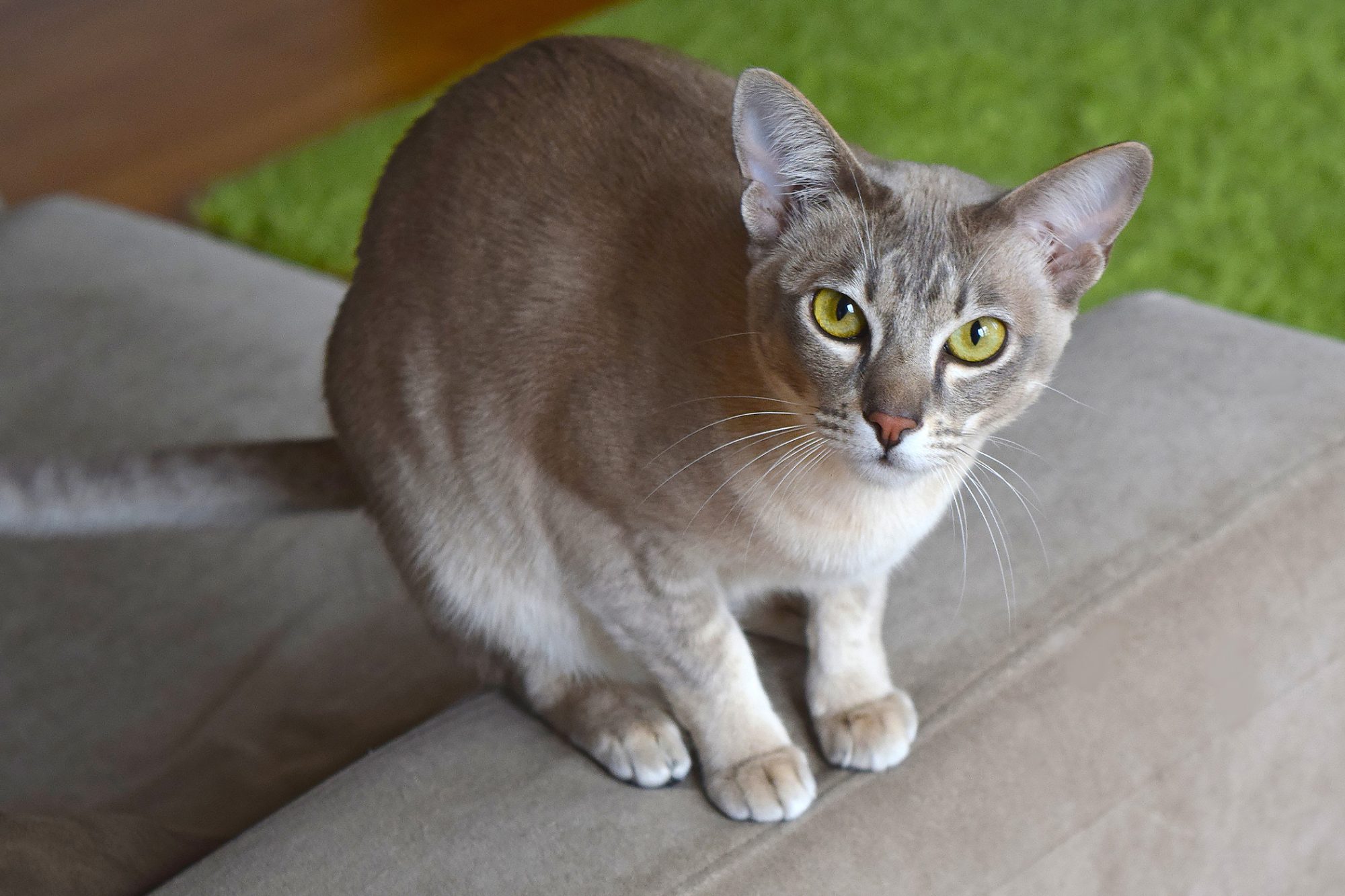 トンキニーズ - tonkinese