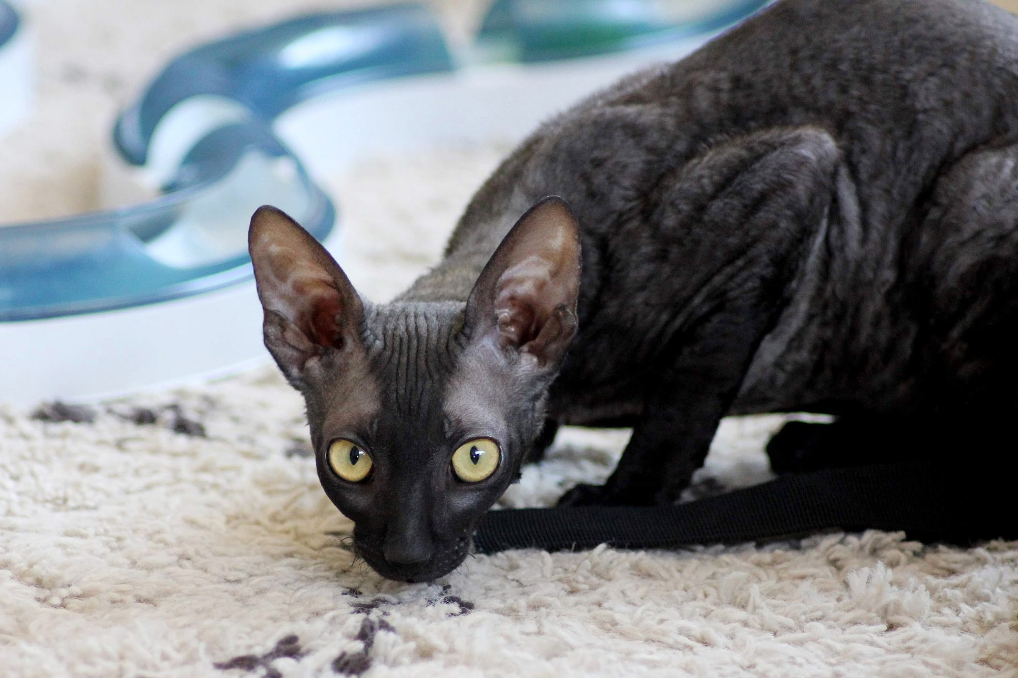 コーニッシュレックス cornishrex