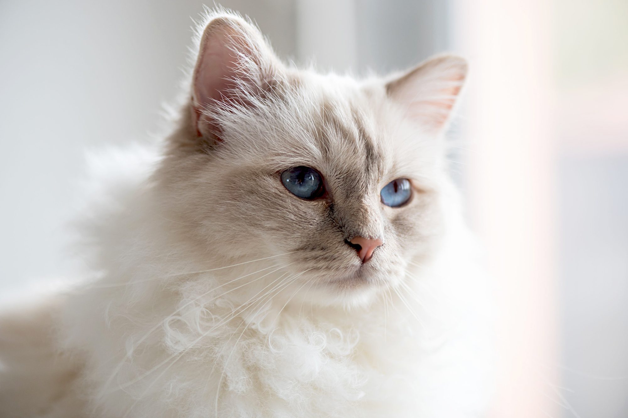 バーマン - birman