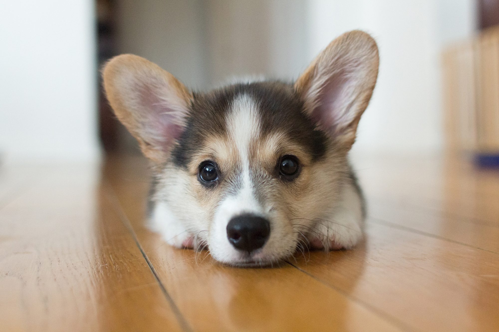 ウェルシュ・コーギー・ペンブローク - pembroke-welsh-corgi