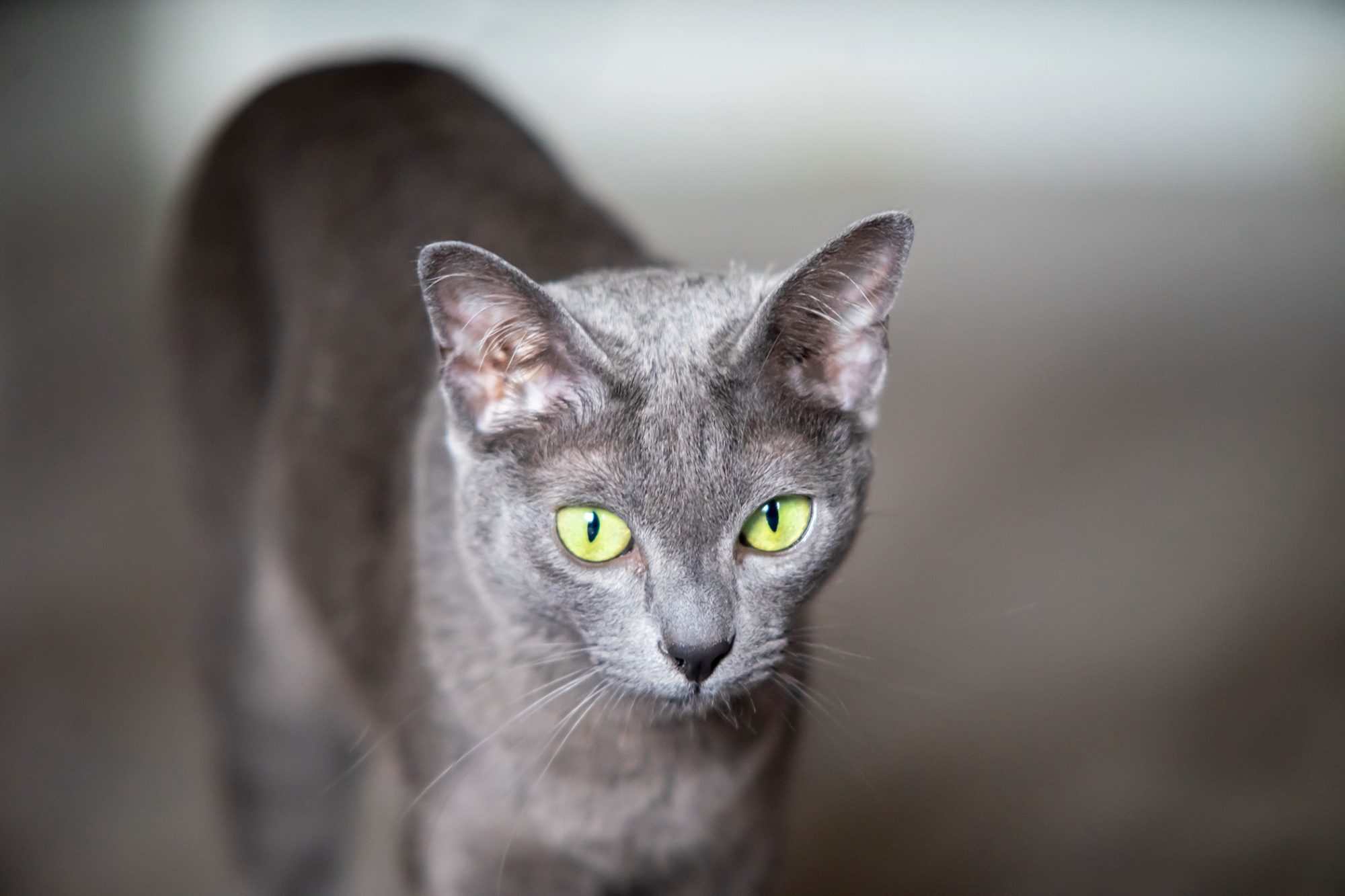 コラット - korat