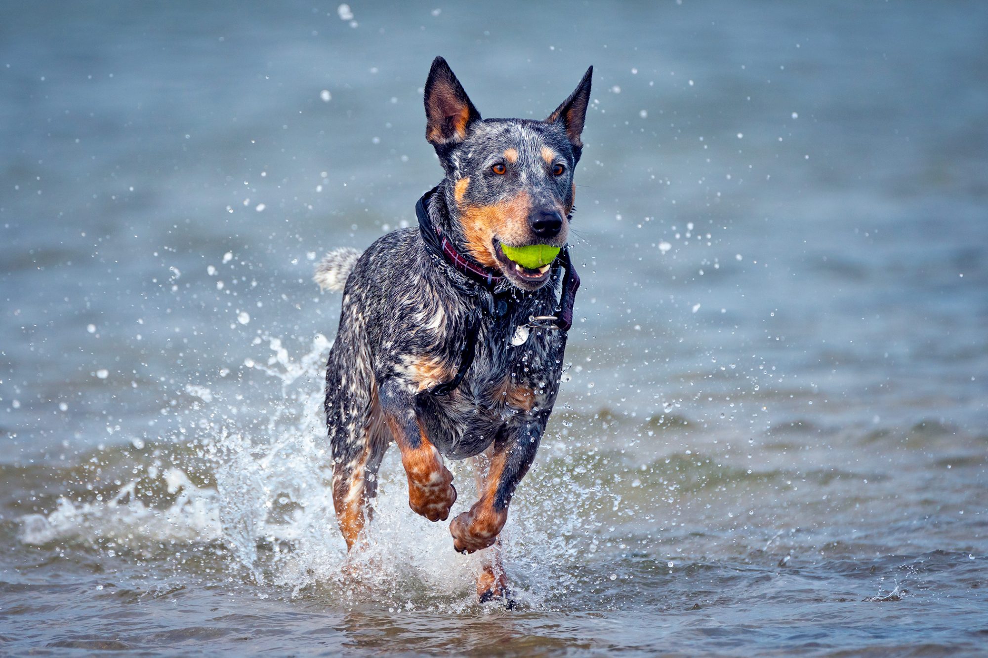 オーストラリアン・キャトル・ドッグ - australian-cattle-dog