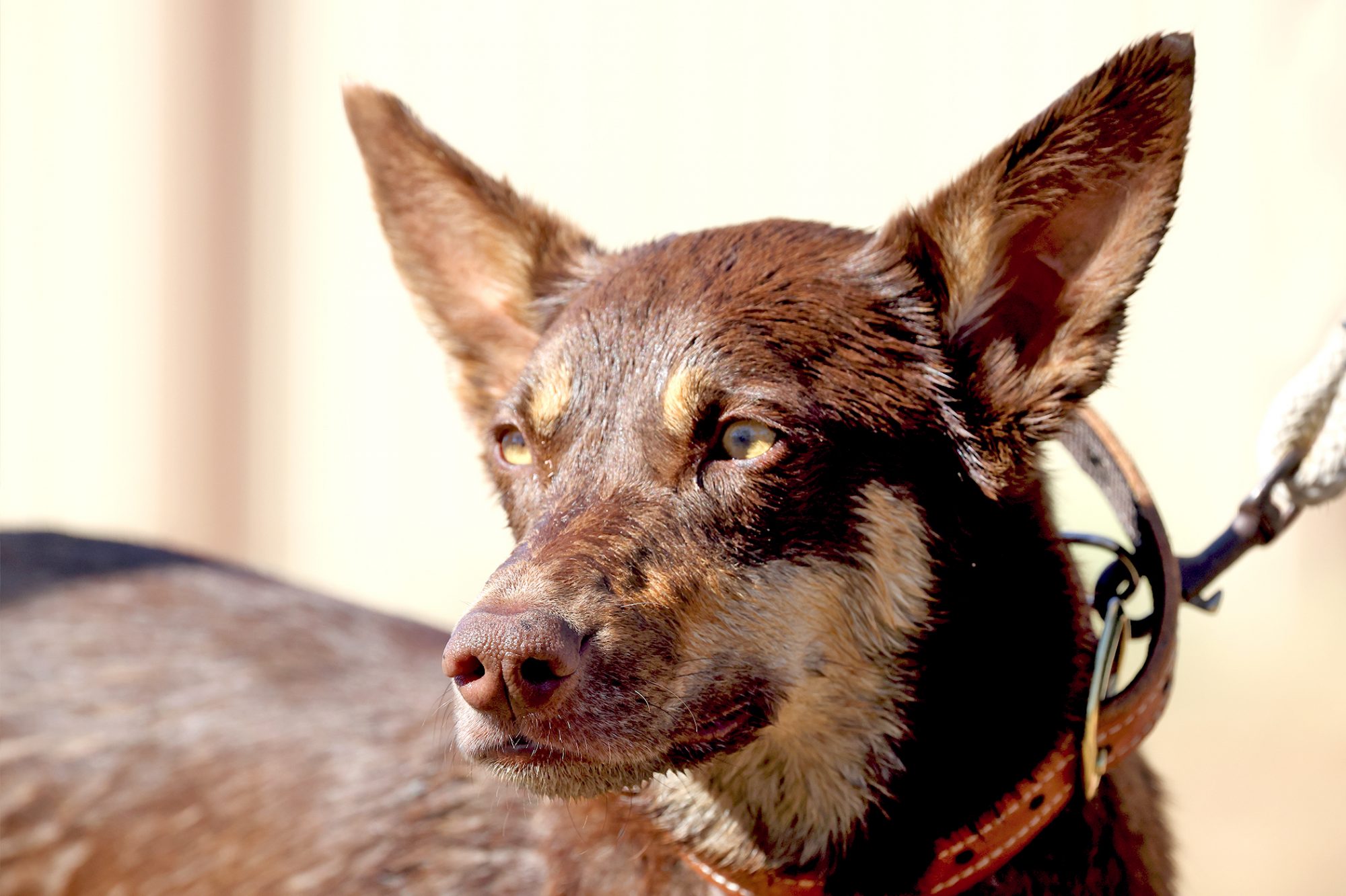 オーストラリアン・ケルピー - australian-kelpie
