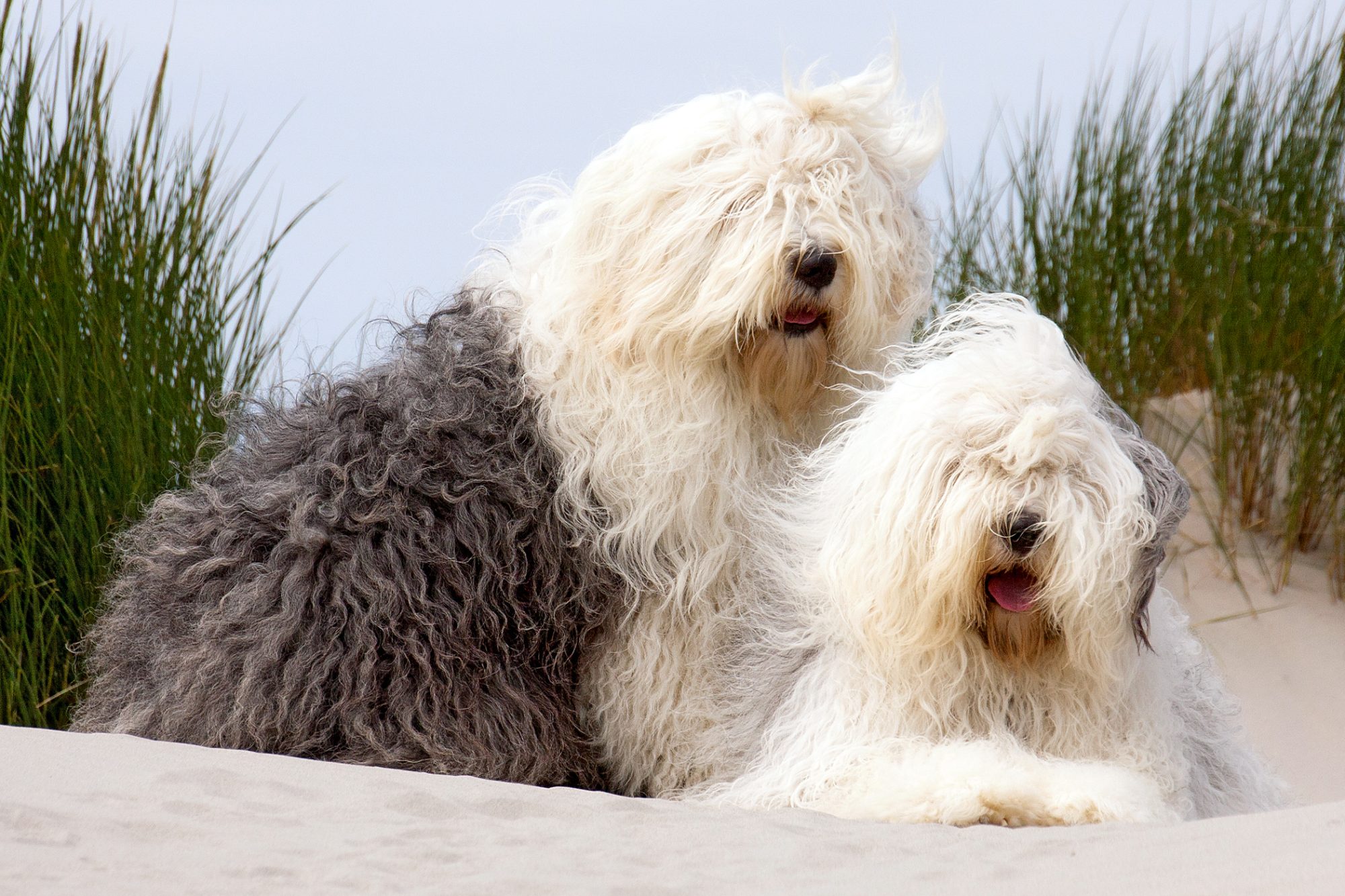 オールド・イングリッシュ・シープドッグ - old-english-sheepdog
