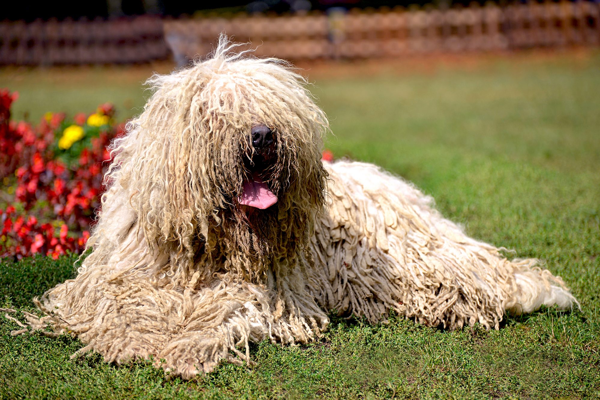 コモンドール - komondor