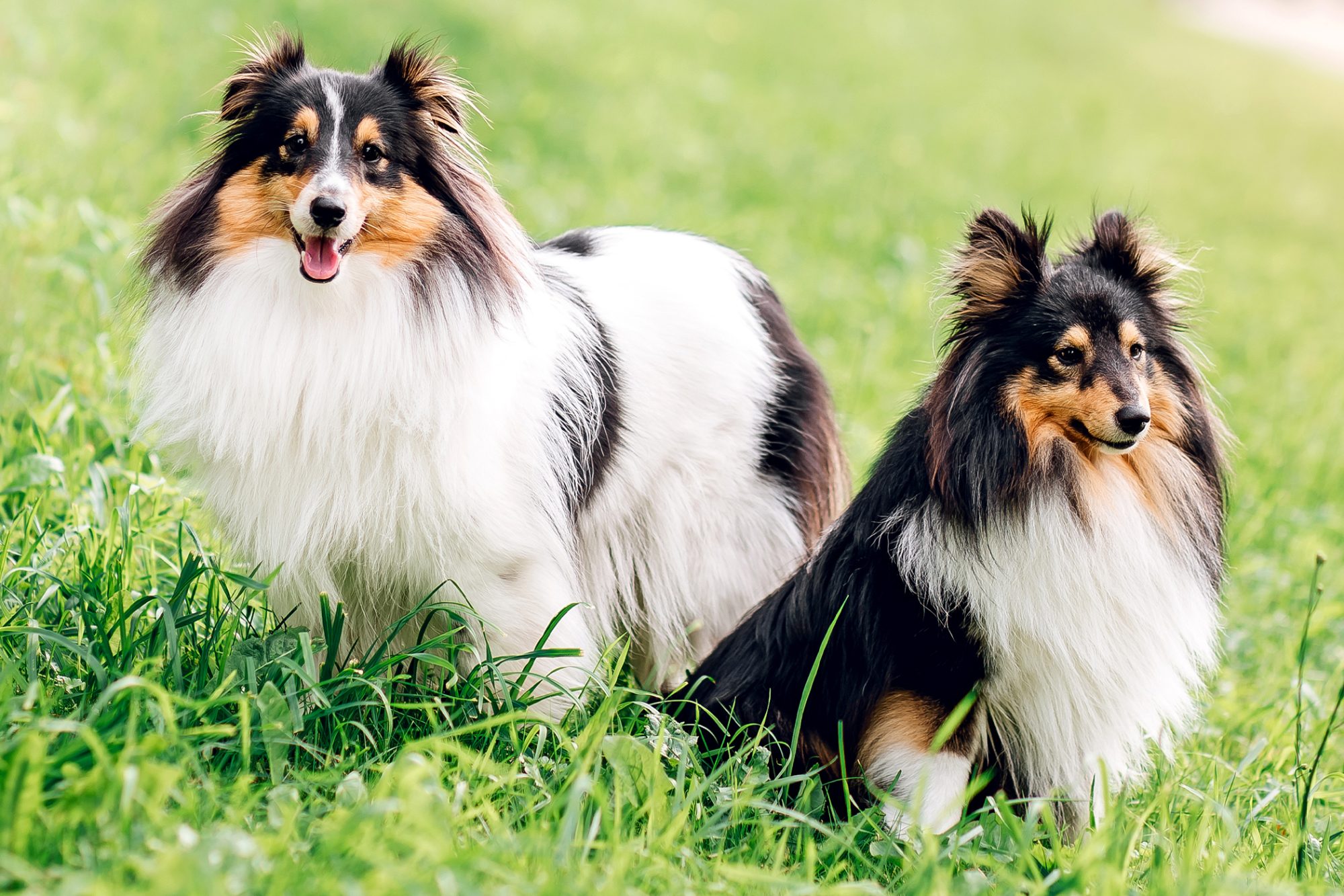 シェットランド・シープドッグ - shetland-sheepdog