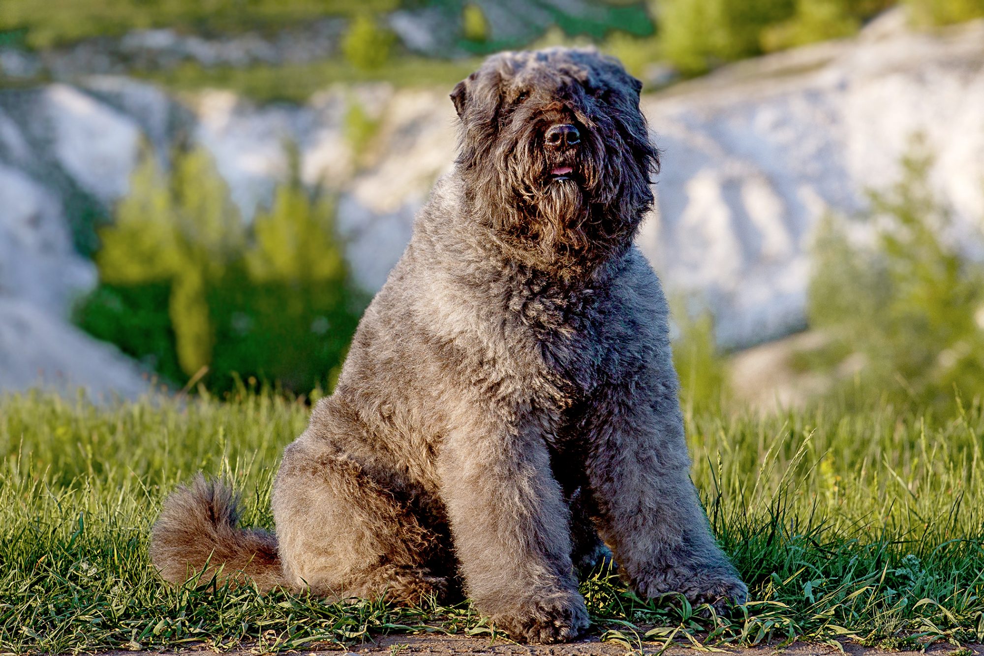 ブービエ・デ・フランダース - bouvier-des-flandres