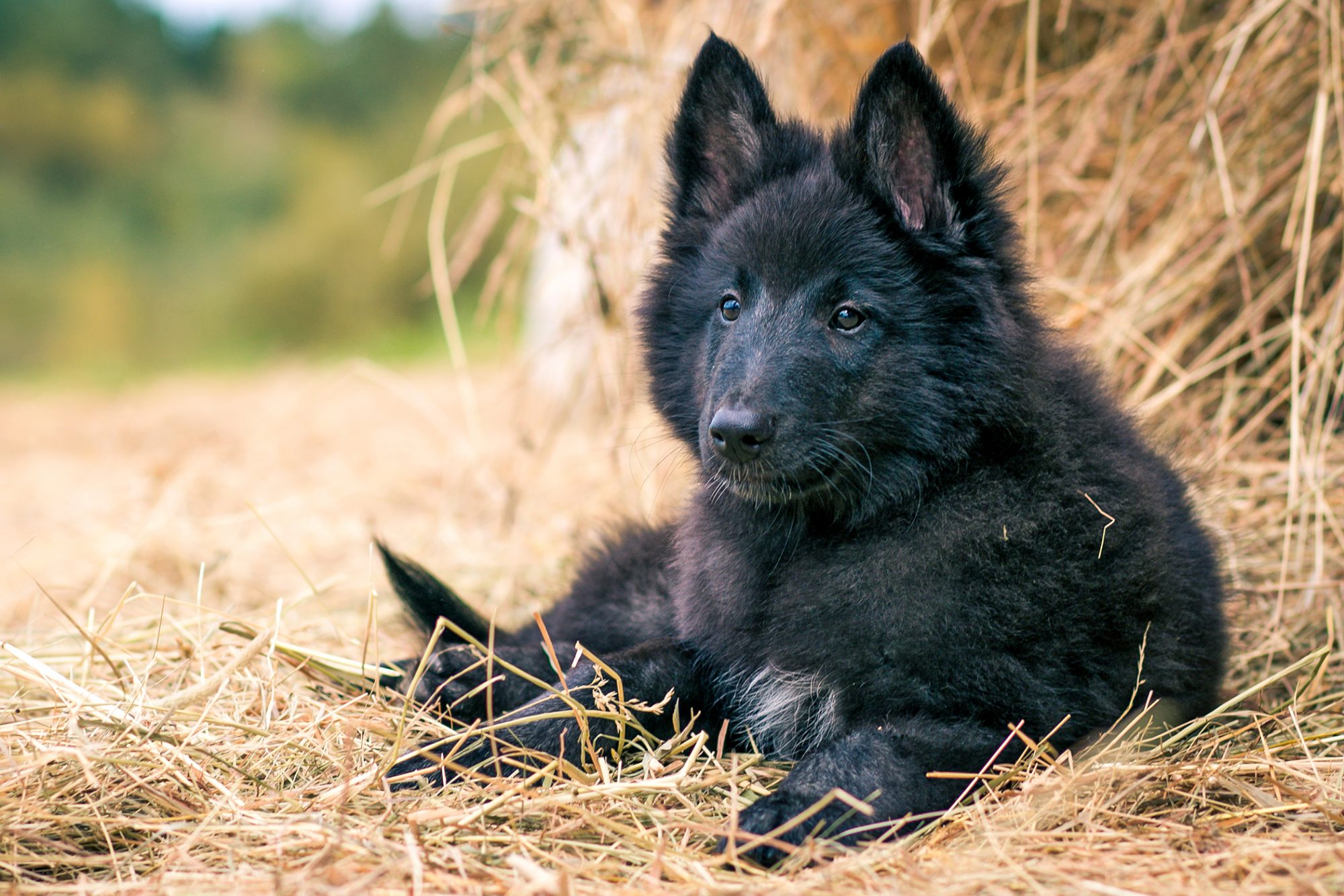 ベルジアン・シェパード・ドッグ - belgian-shepherd-dog