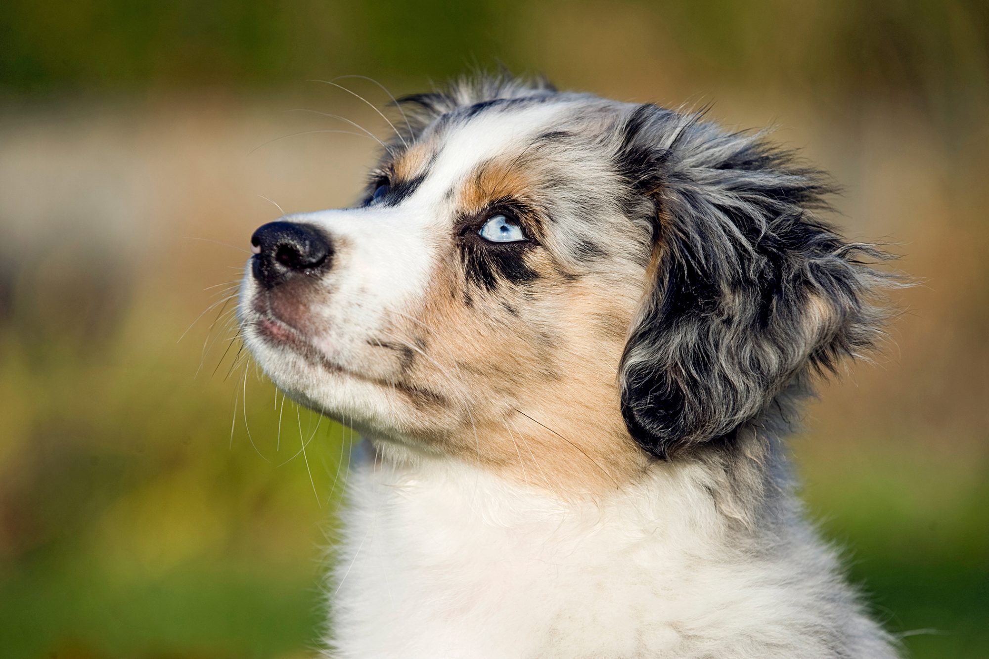 ミニチュア・アメリカン・シェパード - miniature-american-shepherd