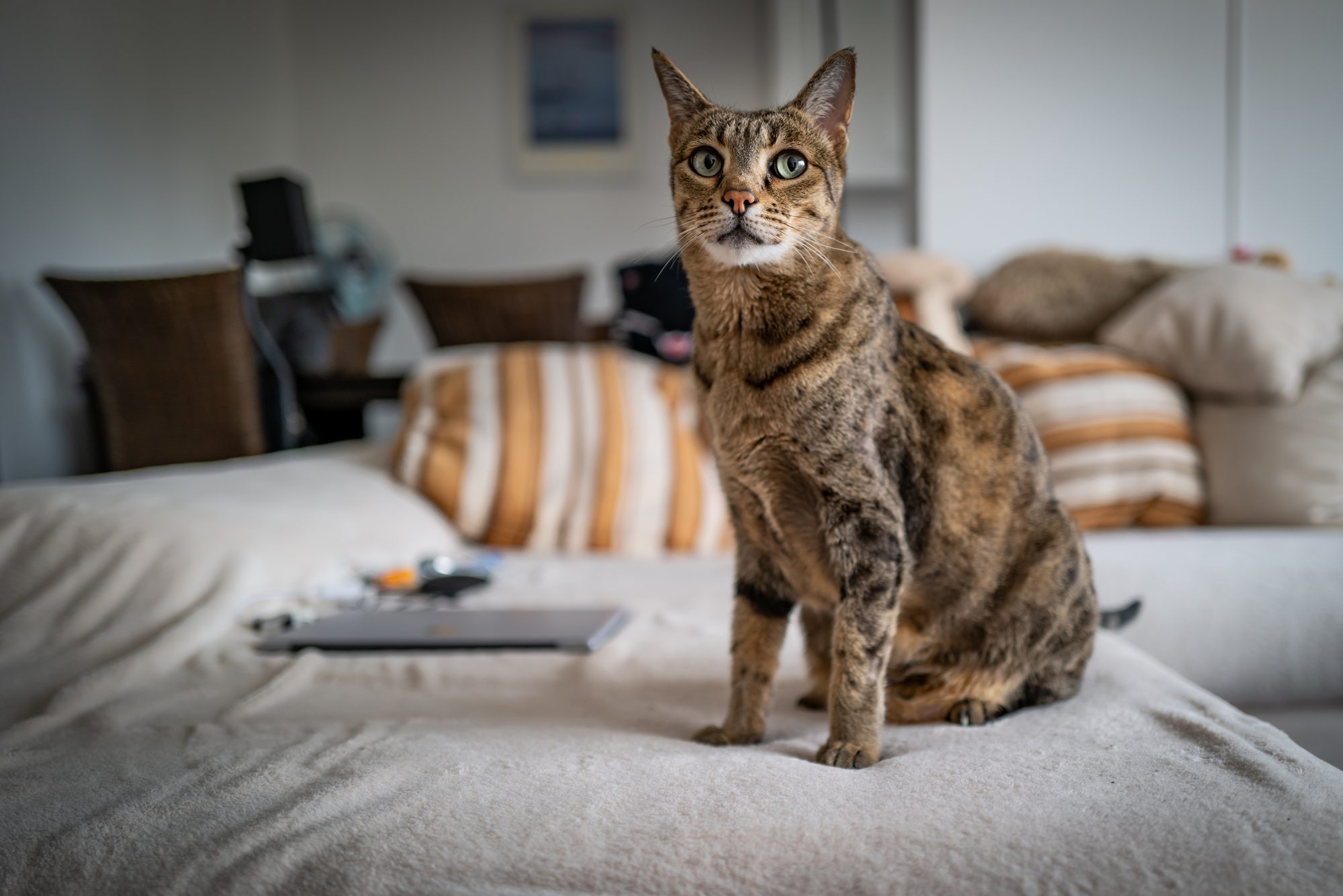 サバンナ savannah