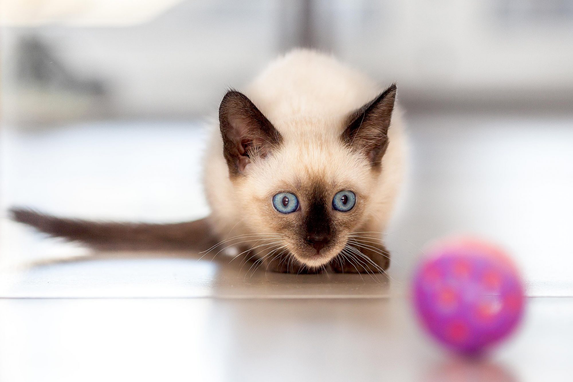 シャム猫・サイアミーズ siamese