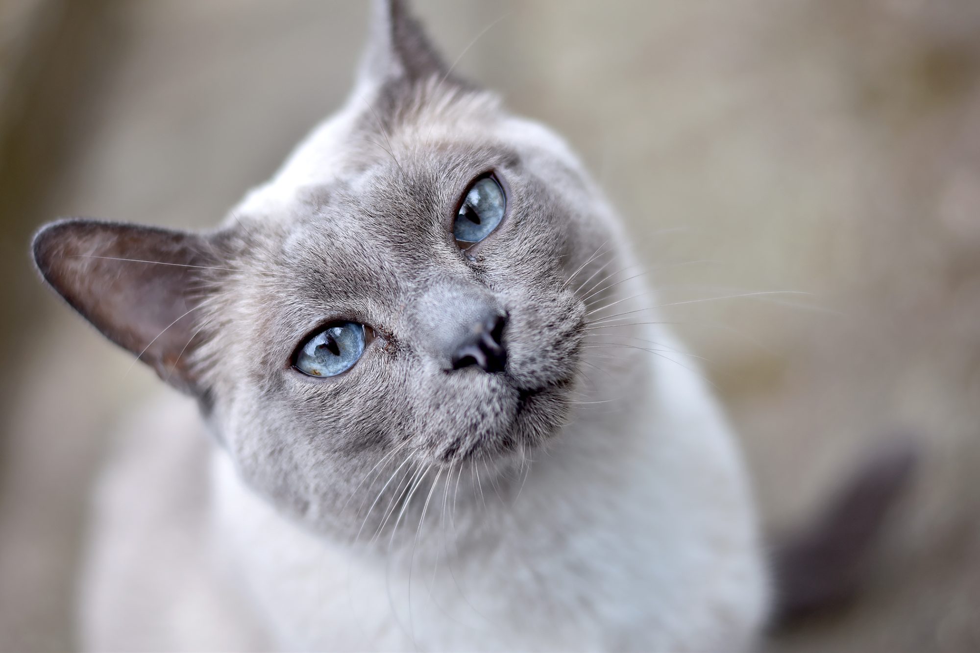 トンキニーズ - tonkinese