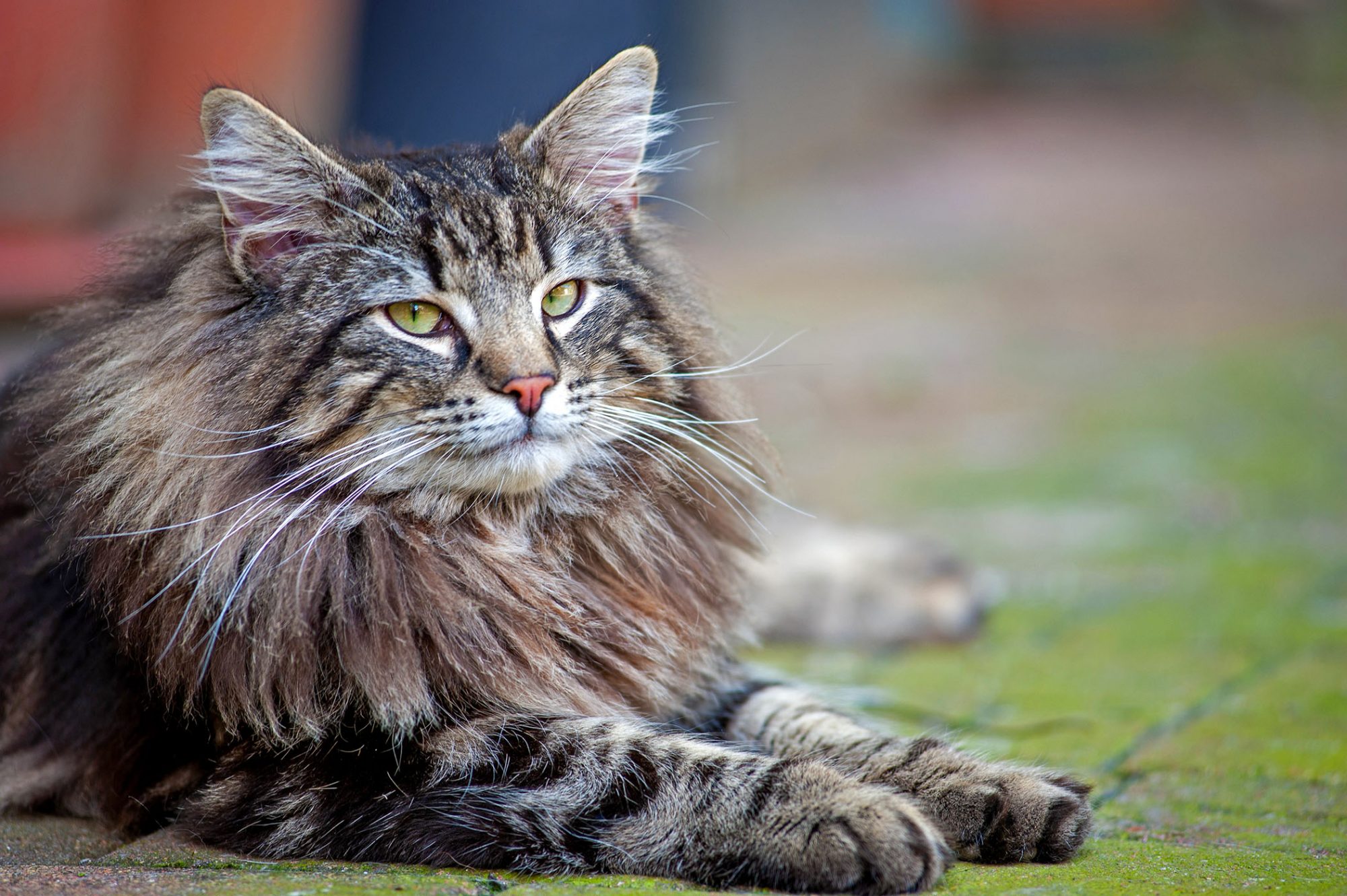 ノルウェージャンフォレストキャット - norwegian-forestcat