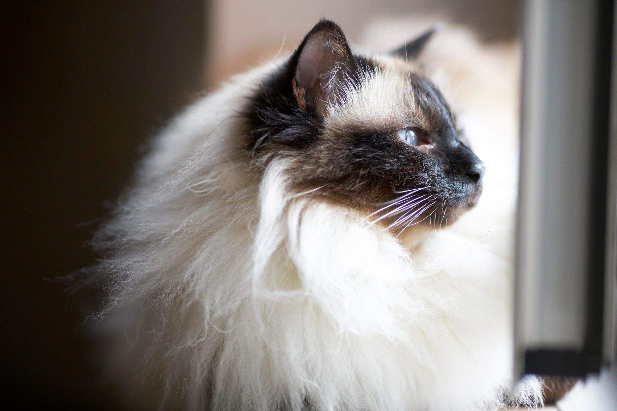 バーマン - birman