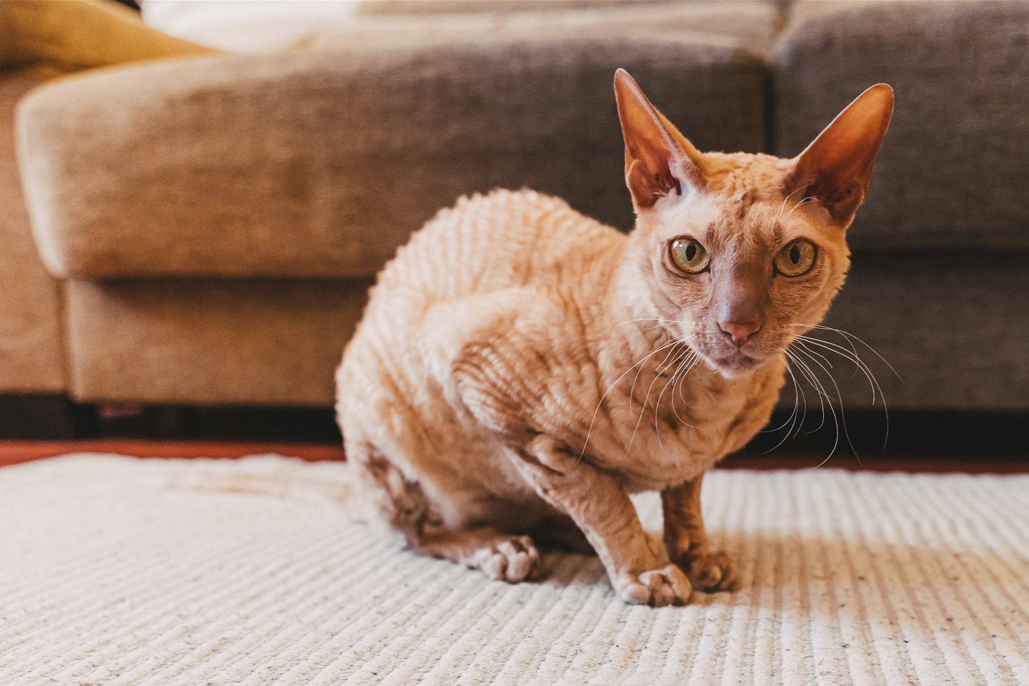 ピーターボールド - peterbald