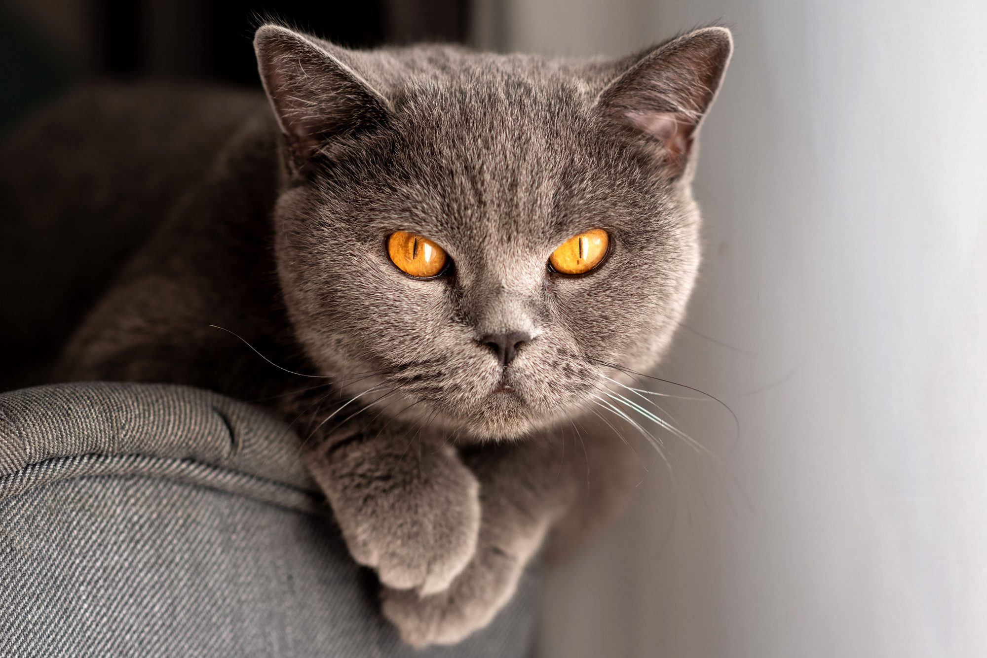 ブリティッシュショートヘア - british-shorthair