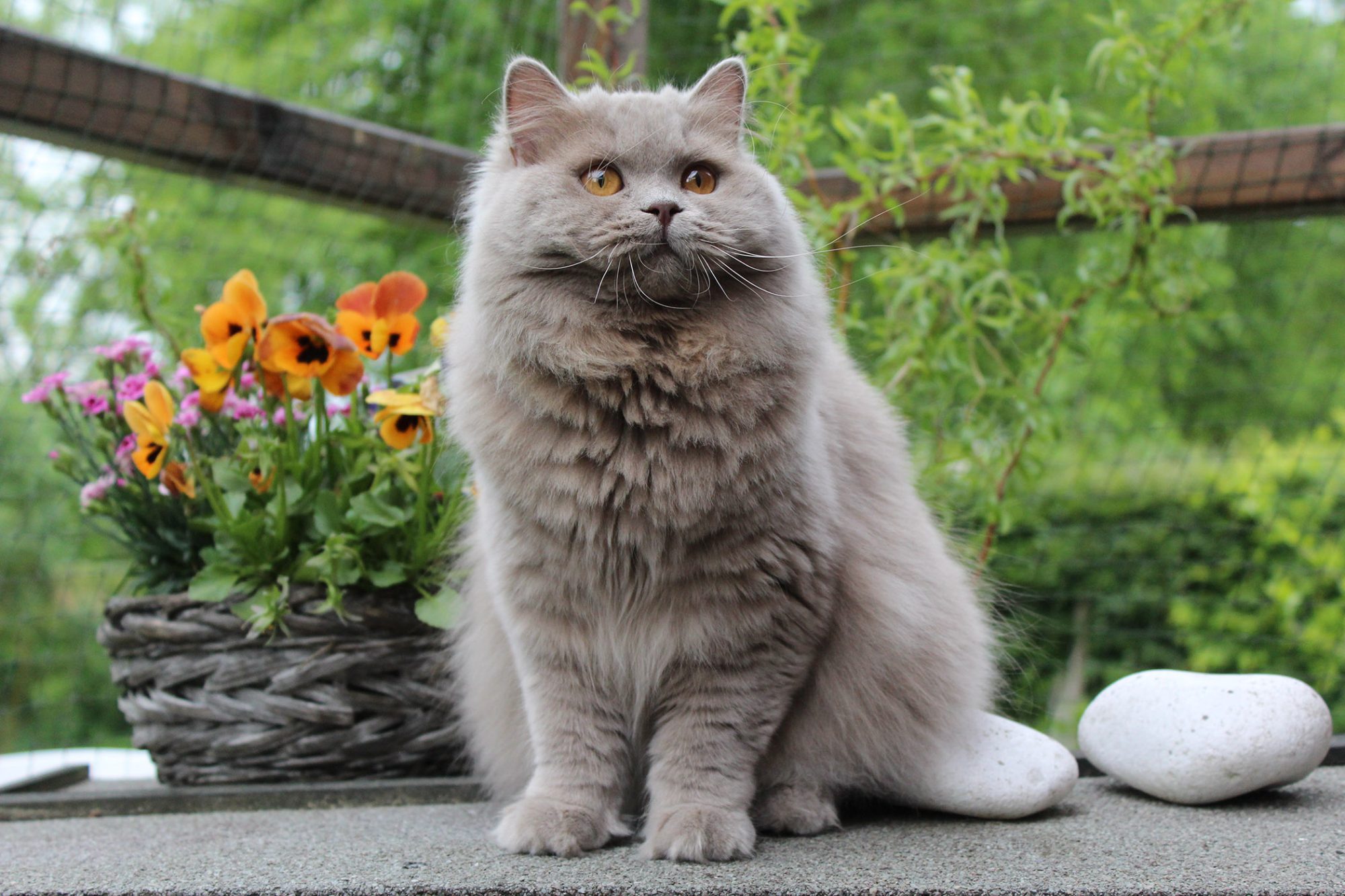 ブリティッシュロングヘア - british-longhair