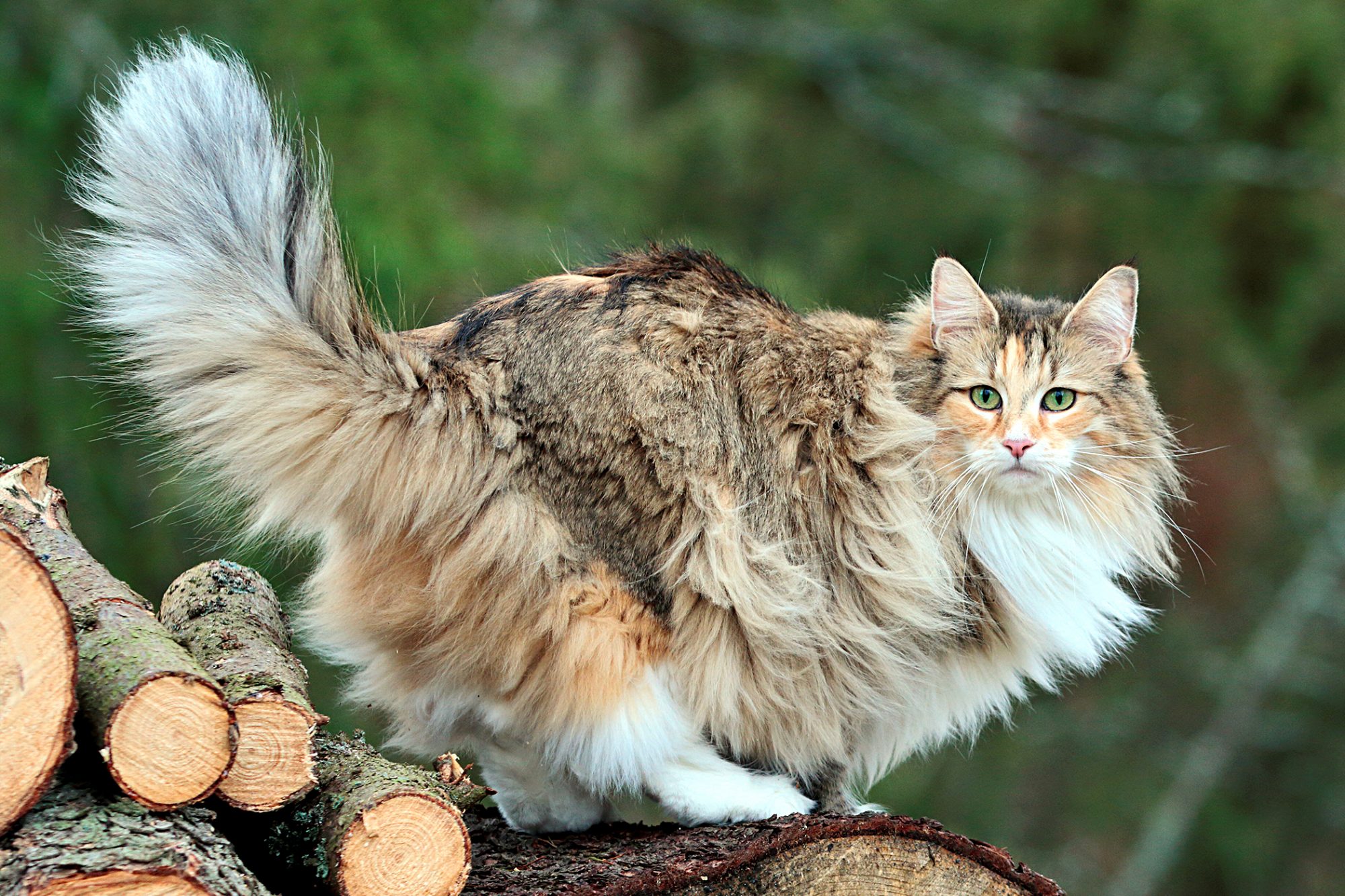 ノルウェージャンフォレストキャット - norwegian-forestcat