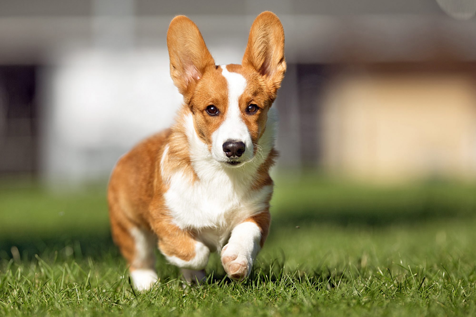 ウェルシュ・コーギー・ペンブローク - pembroke-welsh-corgi