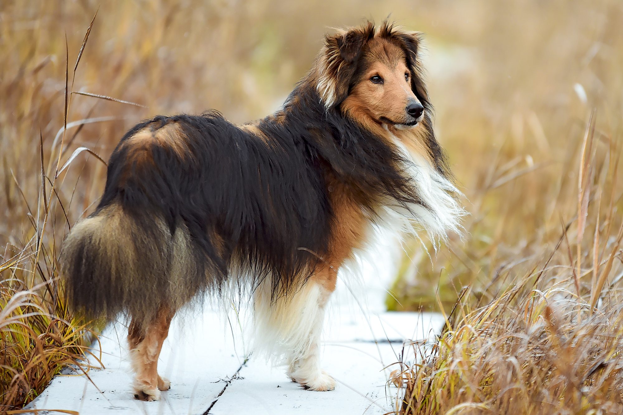 シェットランド・シープドッグ - shetland-sheepdog