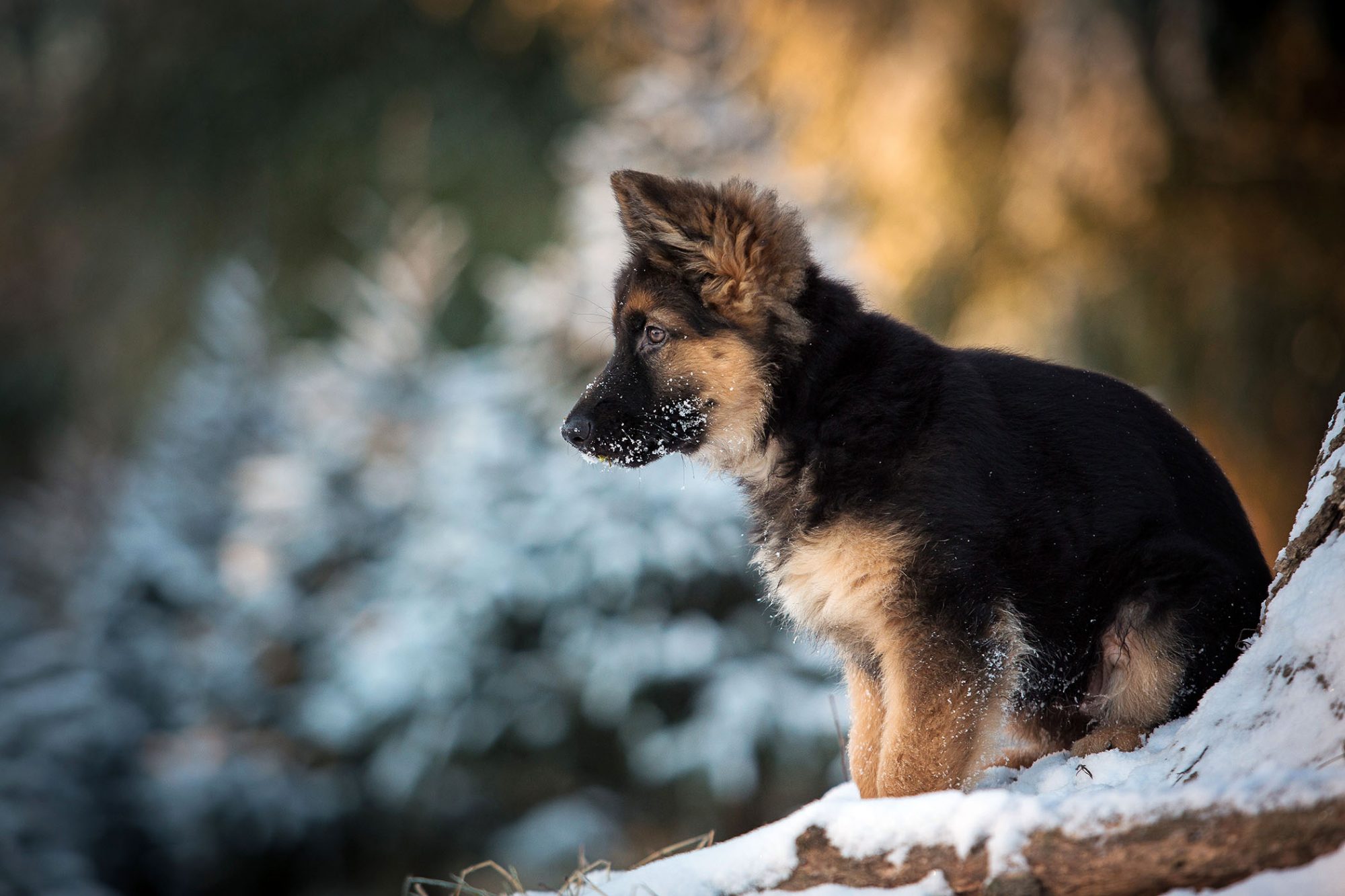 ジャーマン・シェパード・ドッグ - german-shepherd-dog