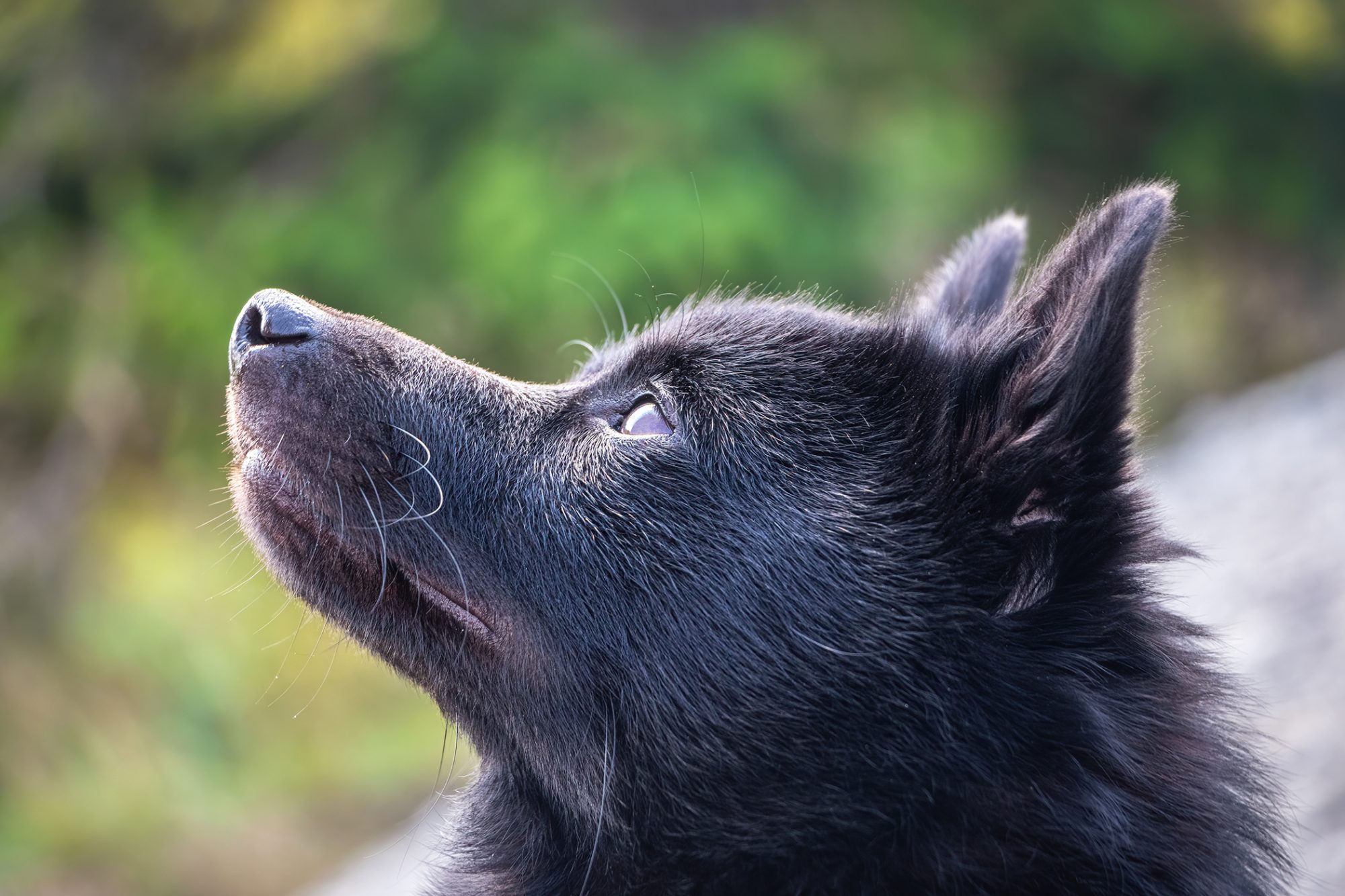スキッパーキ - schipperke