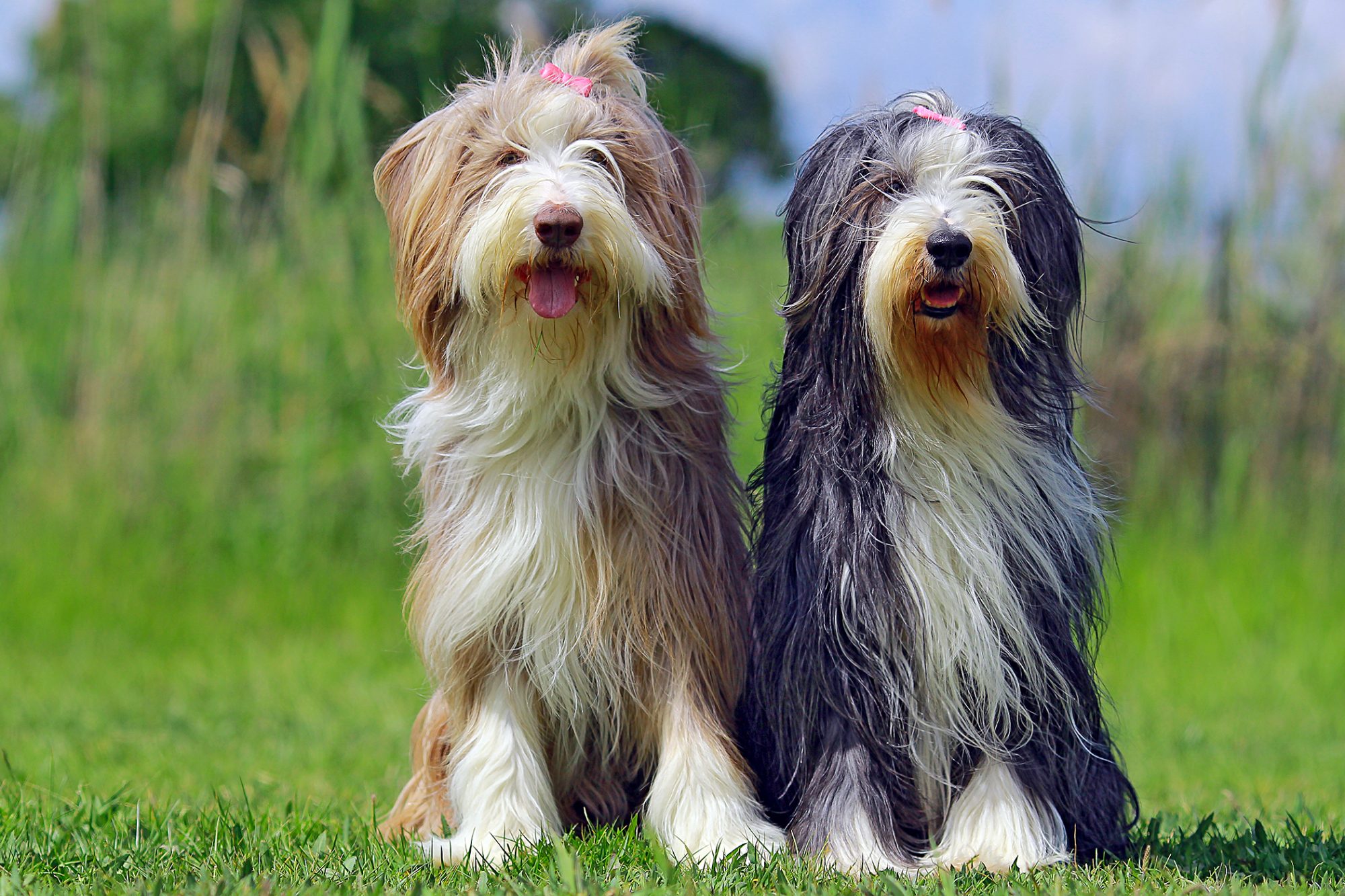 ビアデッド・コリー - bearded-collie