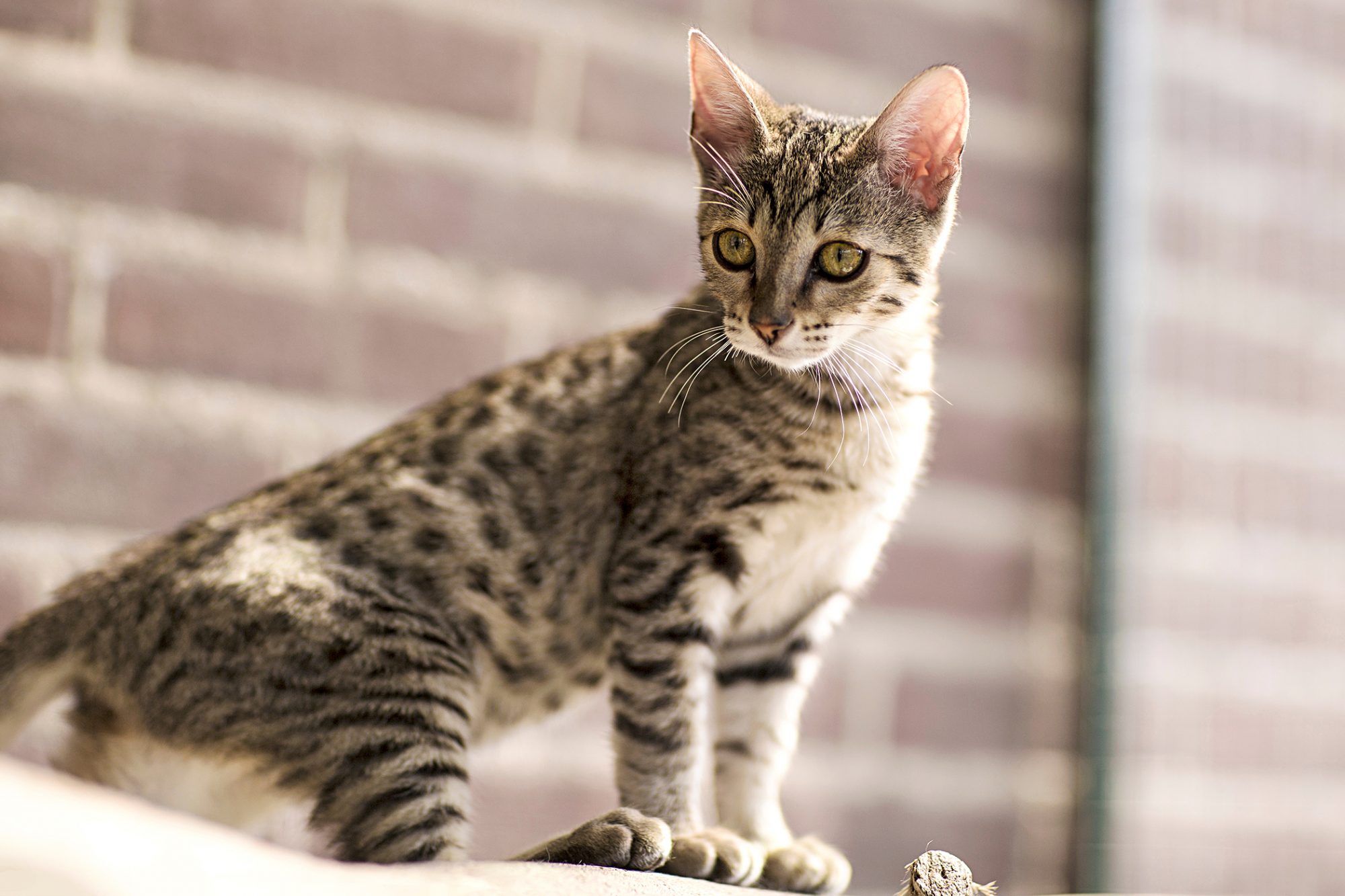 サバンナ savannah