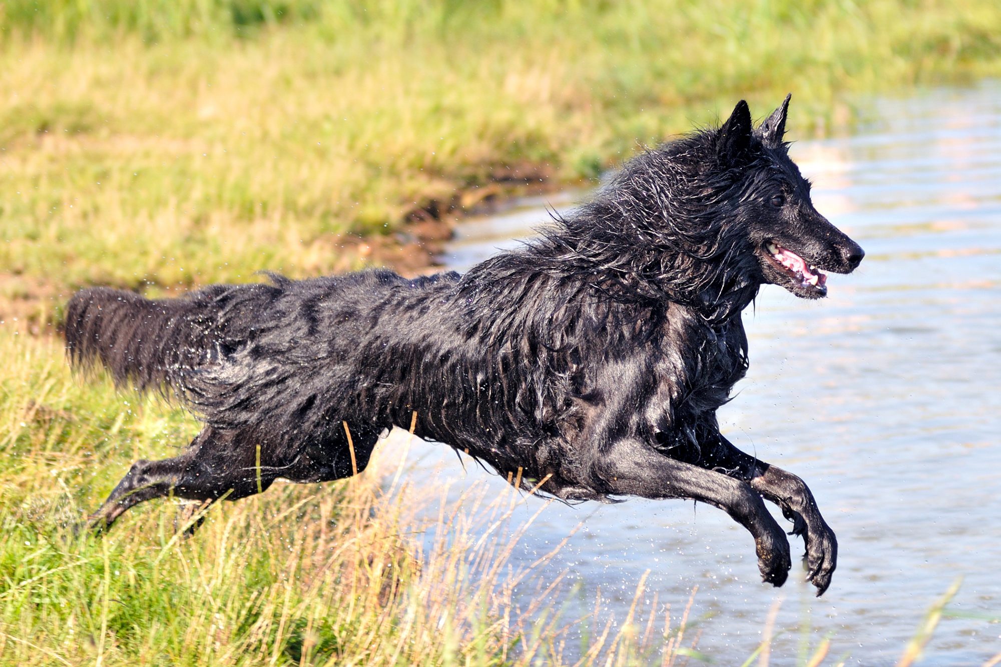 ベルジアン・シェパード・ドッグ - belgian-shepherd-dog