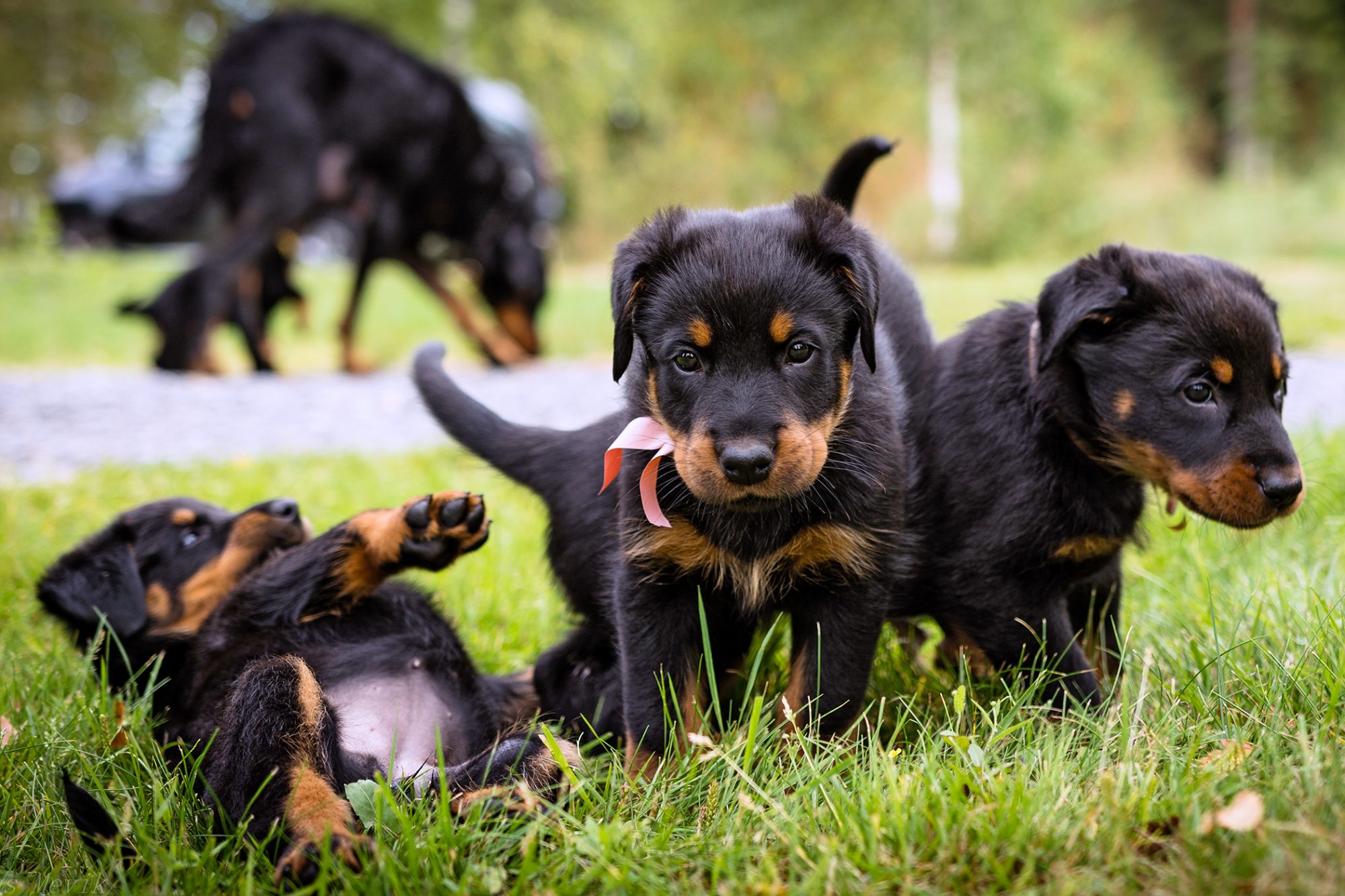 ボースロン - beauceron