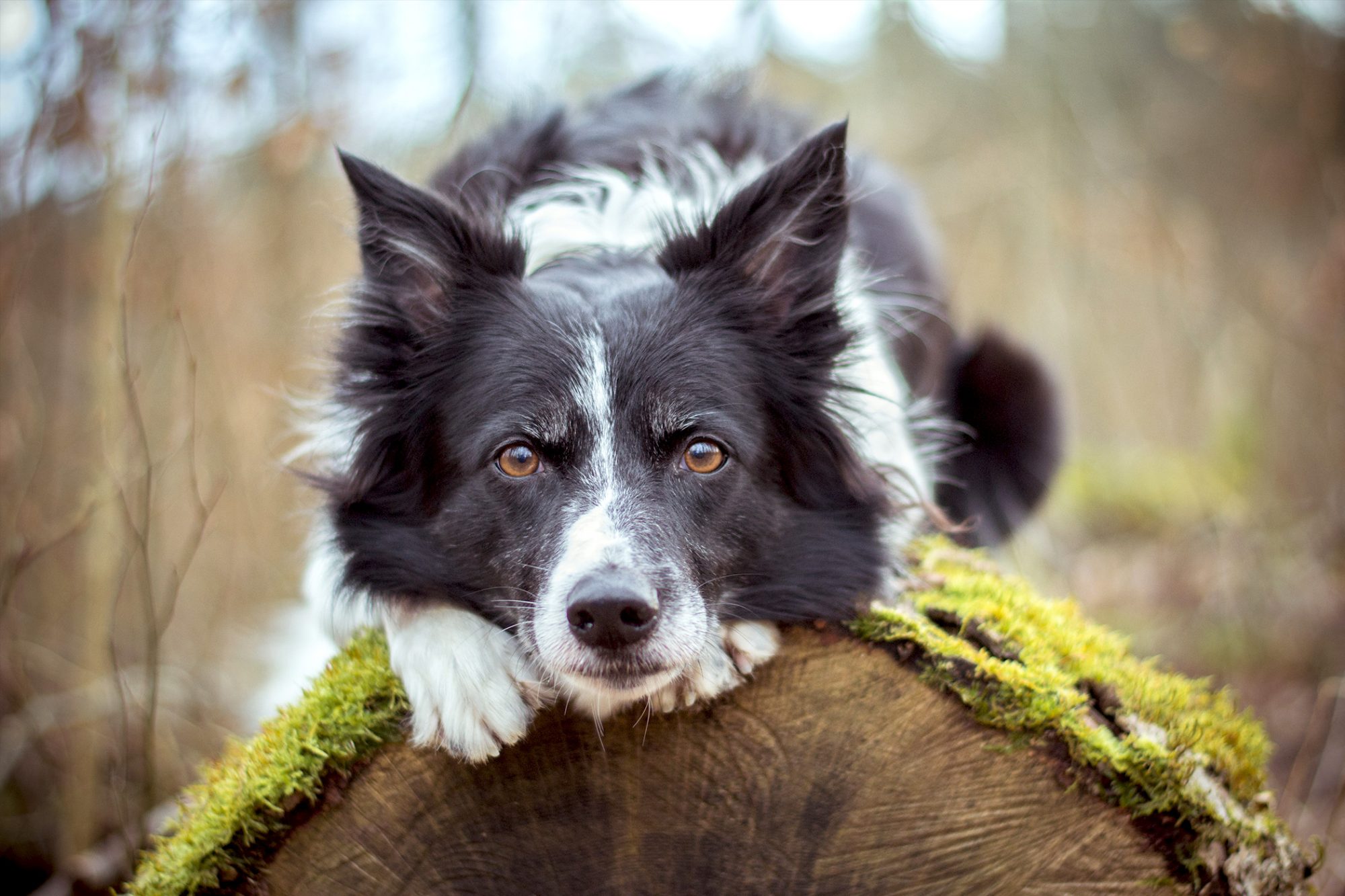 ボーダー・コリー - border-collie