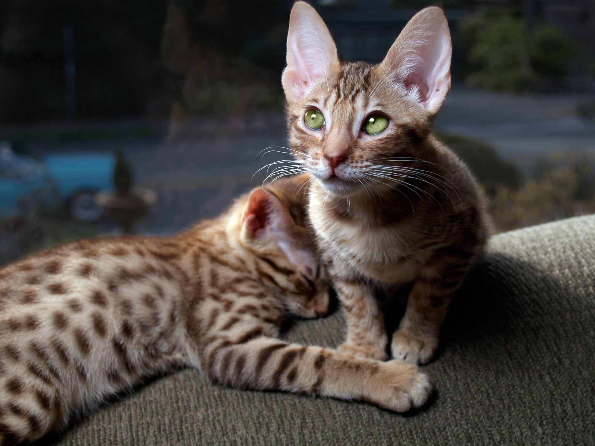 オシキャット ocicat