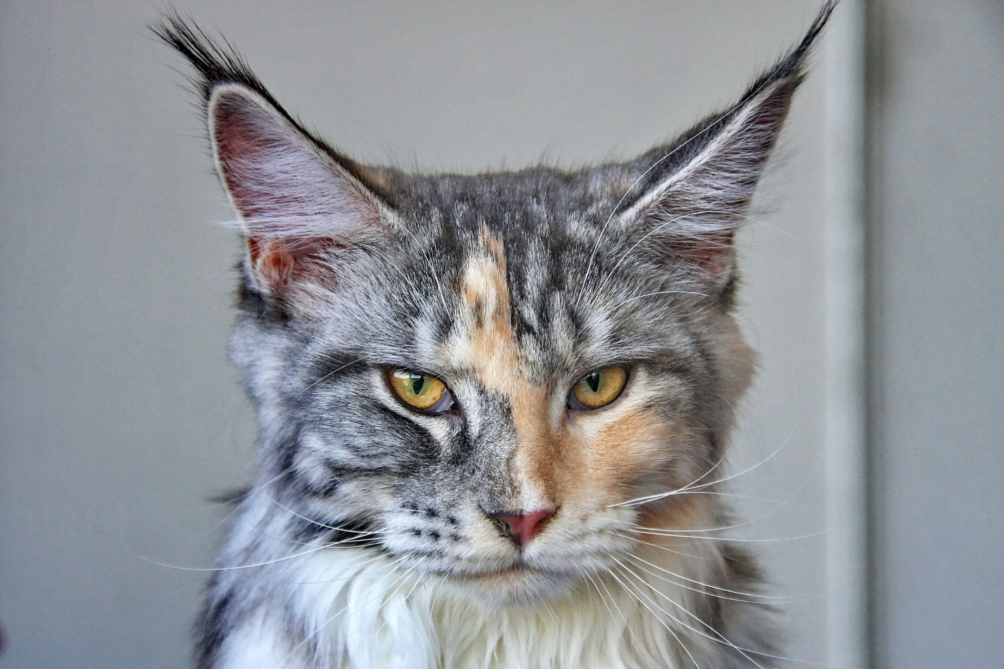 メインクーン - mainecoon
