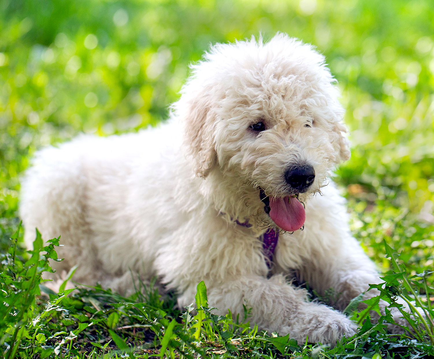 コモンドール - komondor