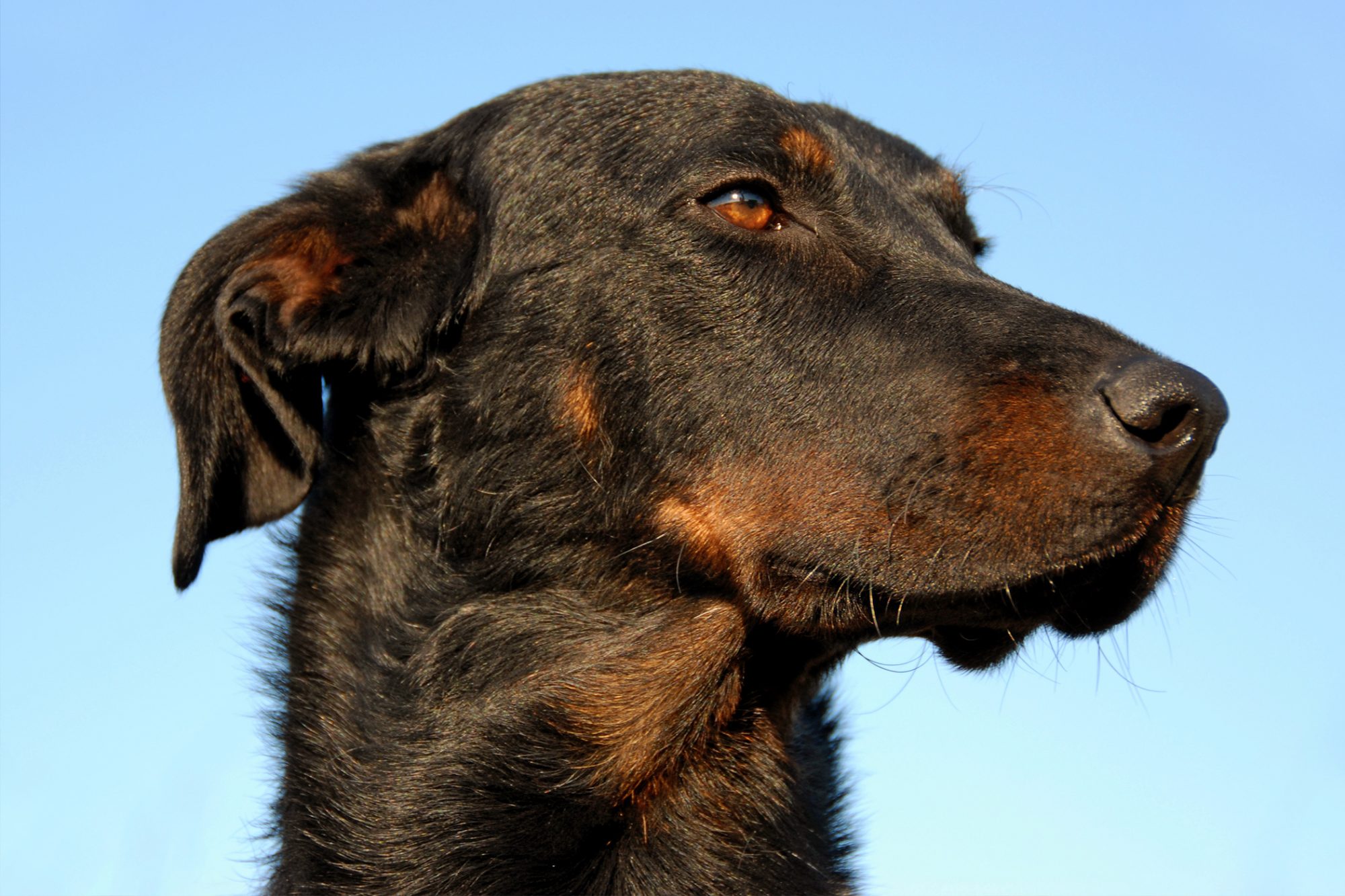 ボースロン - beauceron
