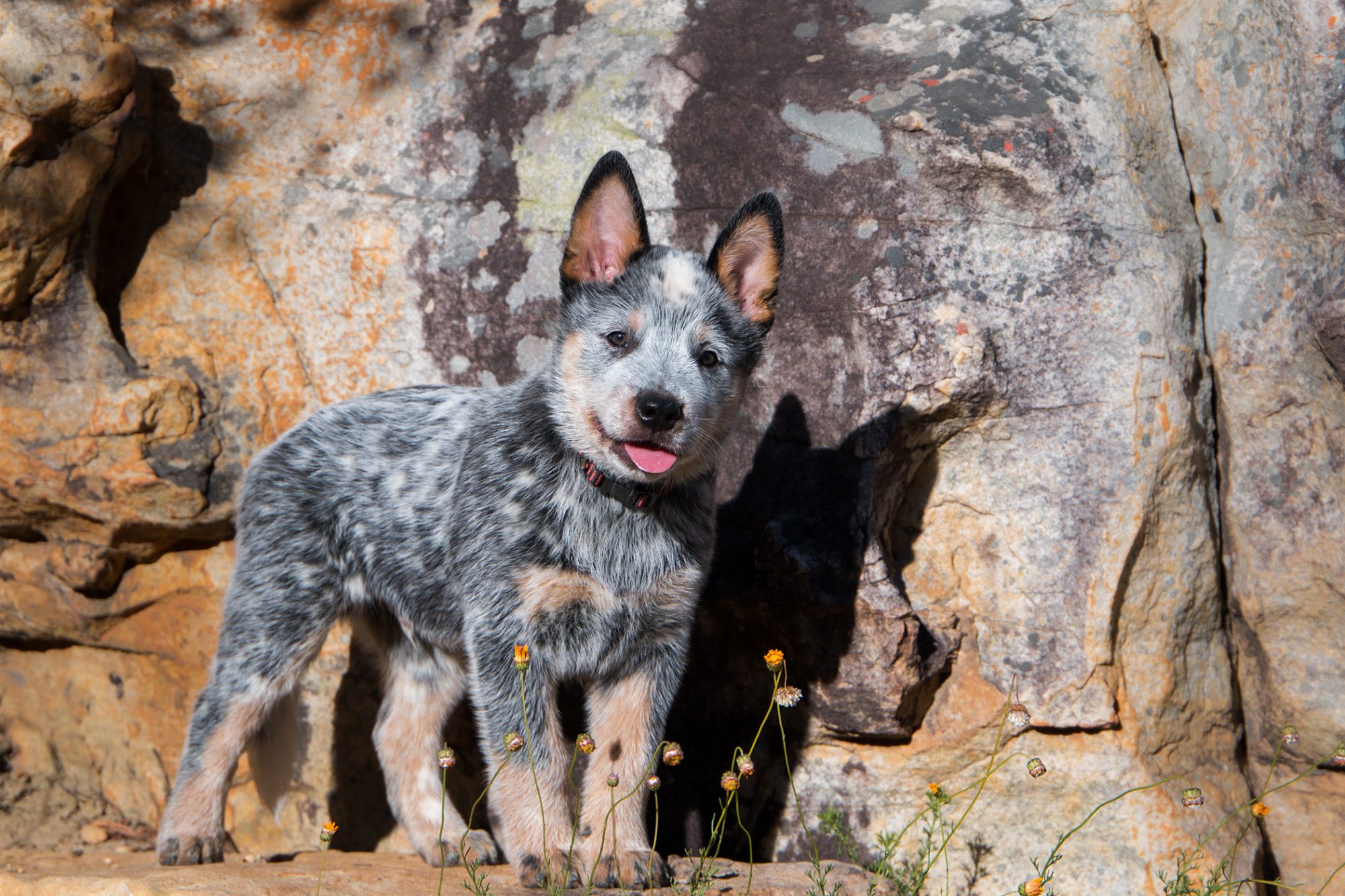 オーストラリアン・キャトル・ドッグ - australian-cattle-dog