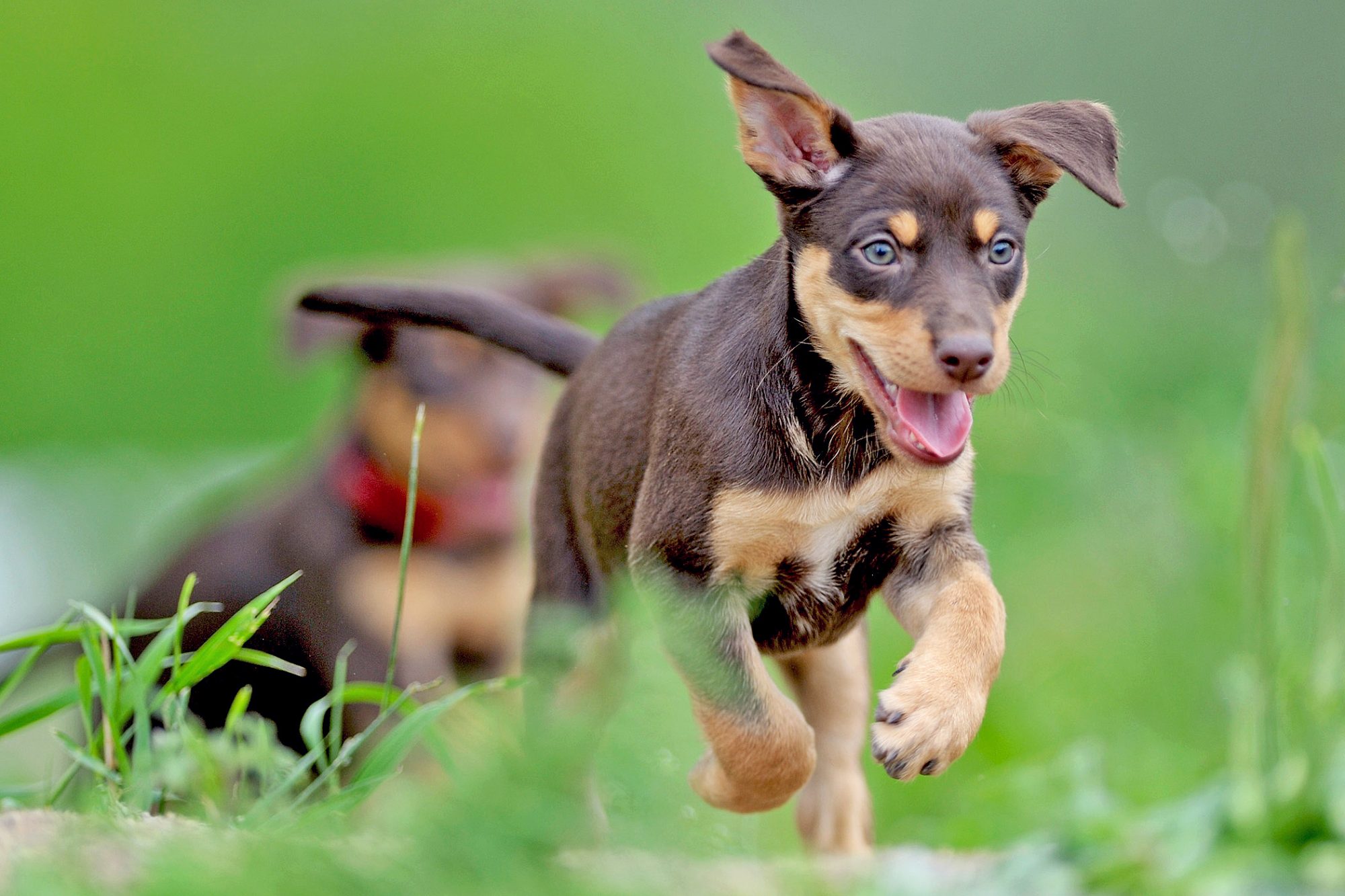 オーストラリアン・ケルピー - australian-kelpie