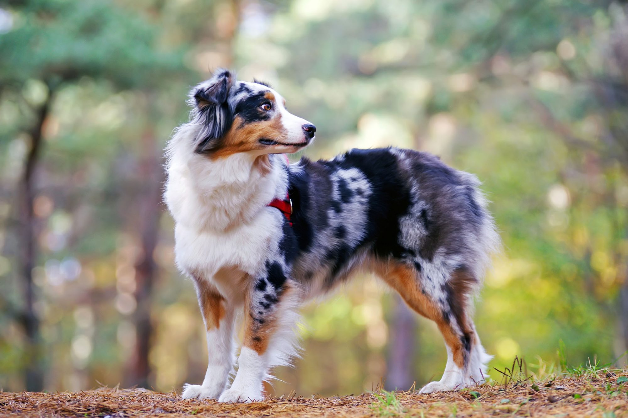 オーストラリアン・シェパード - australian-shepherd