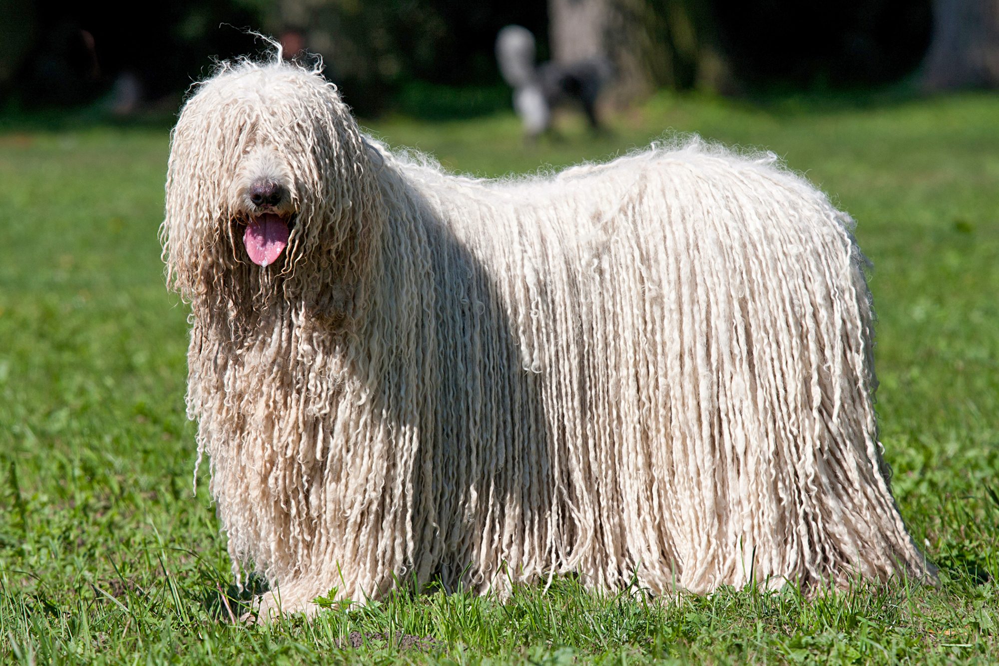 コモンドール - komondor