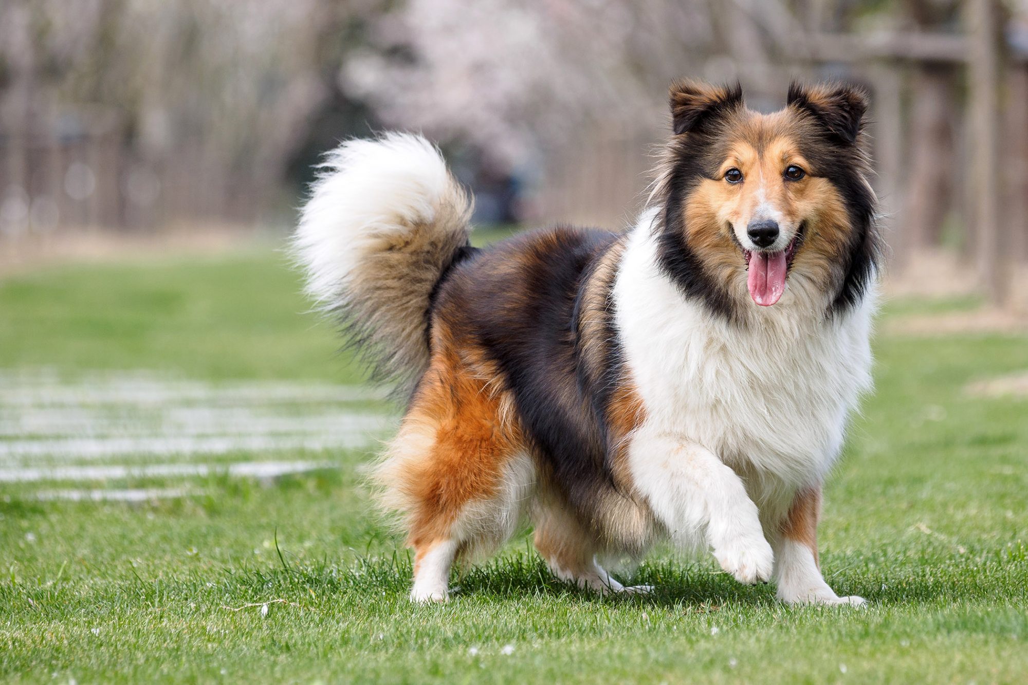 シェットランド・シープドッグ - shetland-sheepdog