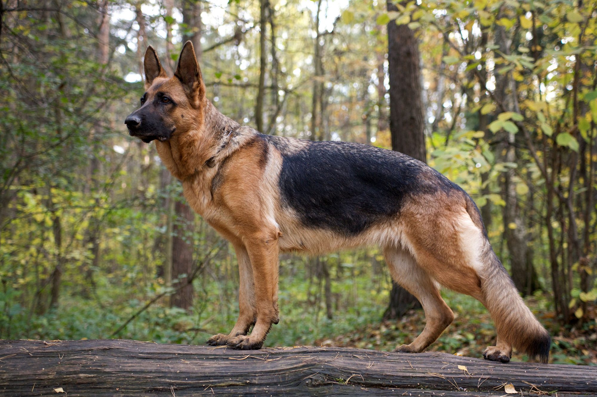 ジャーマン・シェパード・ドッグ - german-shepherd-dog