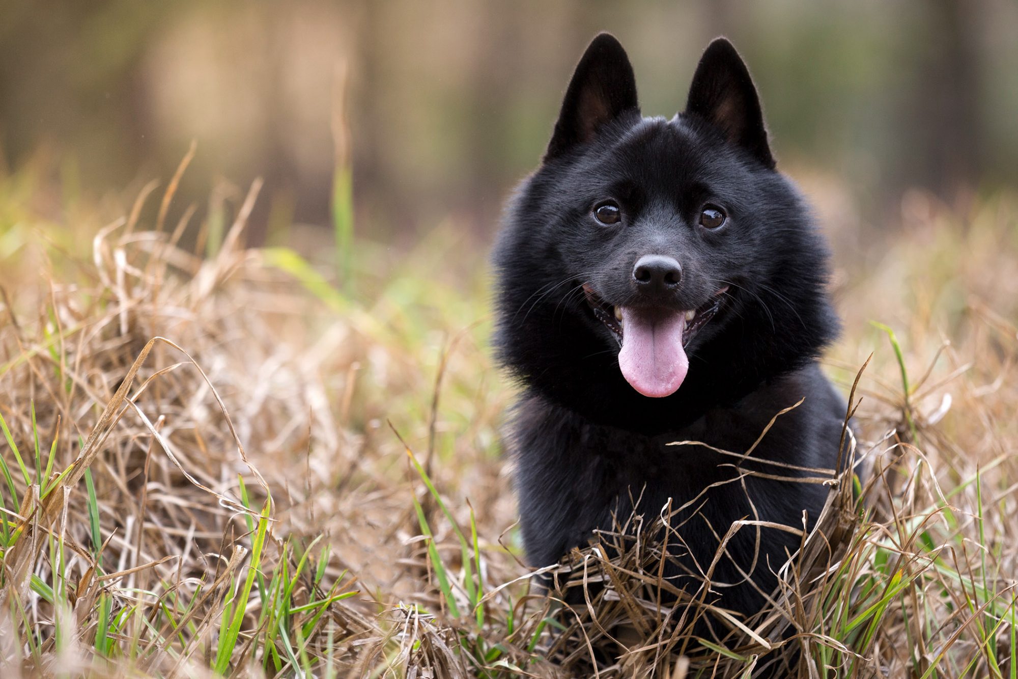 スキッパーキ - schipperke