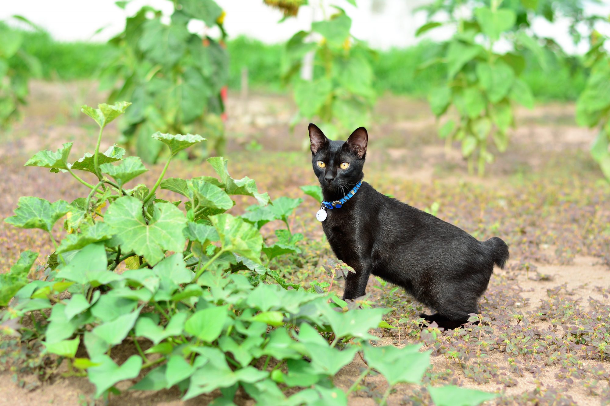 ジャパニーズボブテイル japanesebobtail