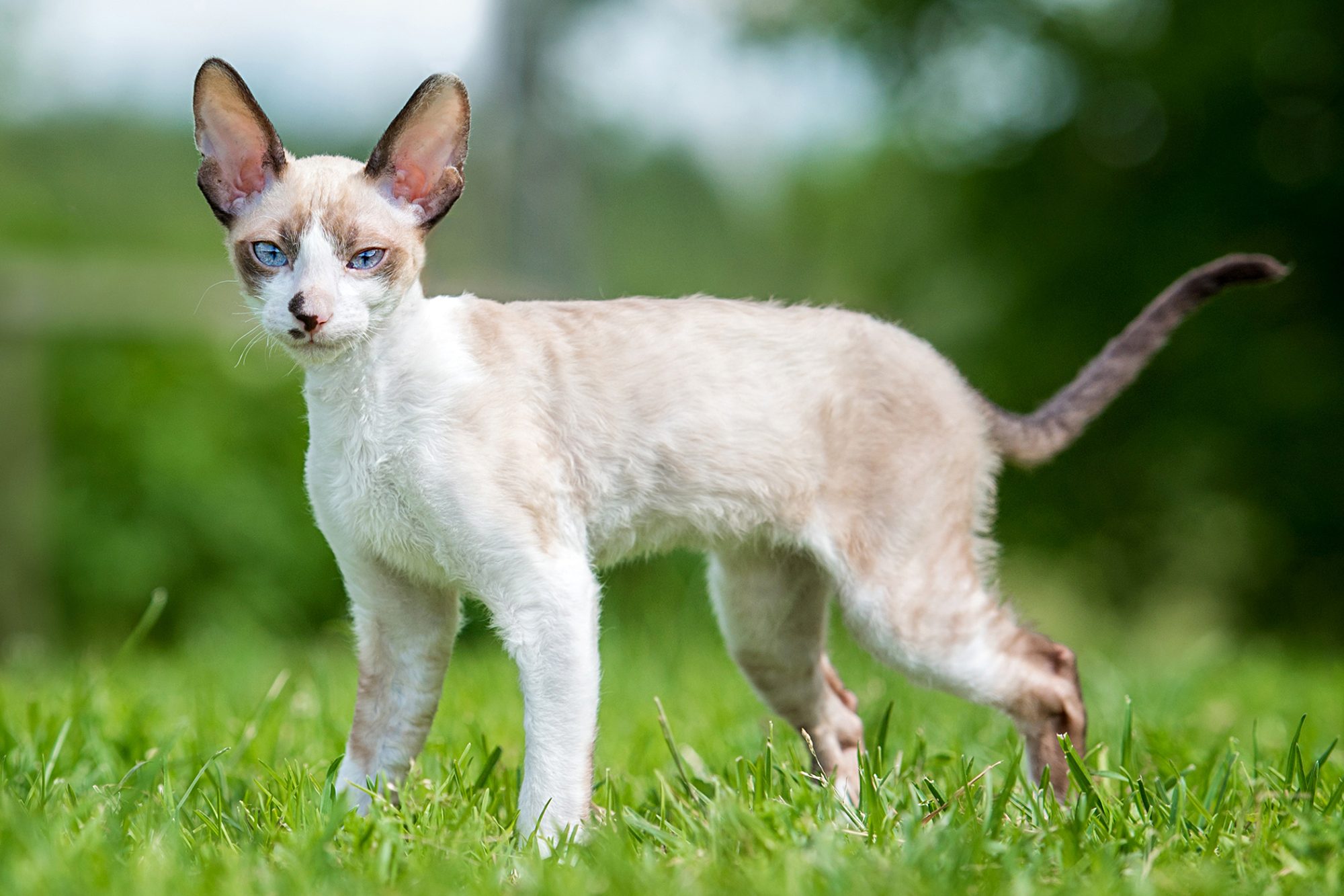 コーニッシュレックス cornishrex