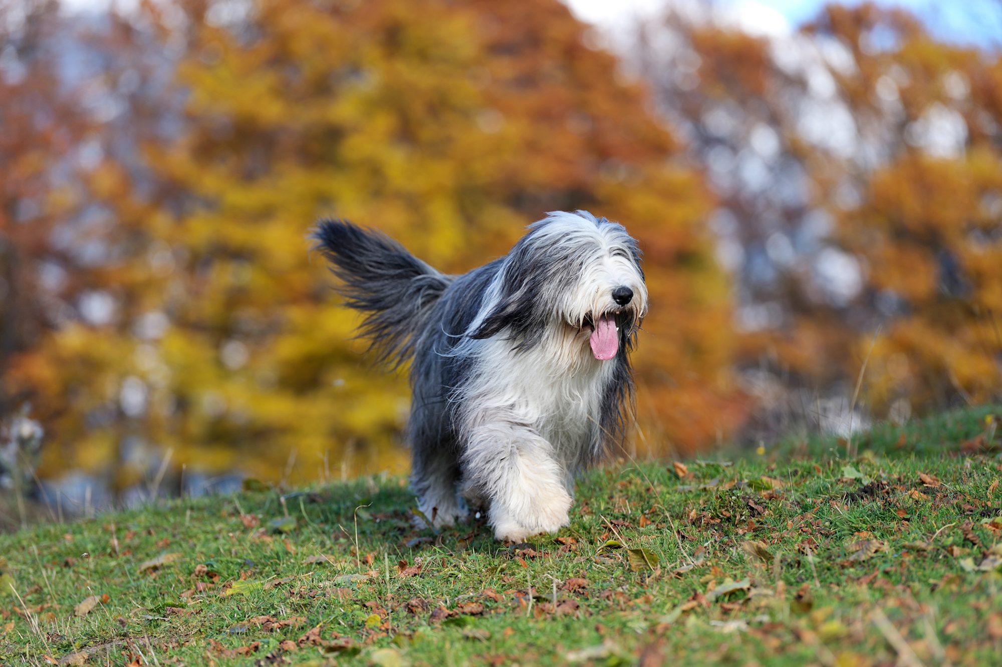 ビアデッド・コリー - bearded-collie