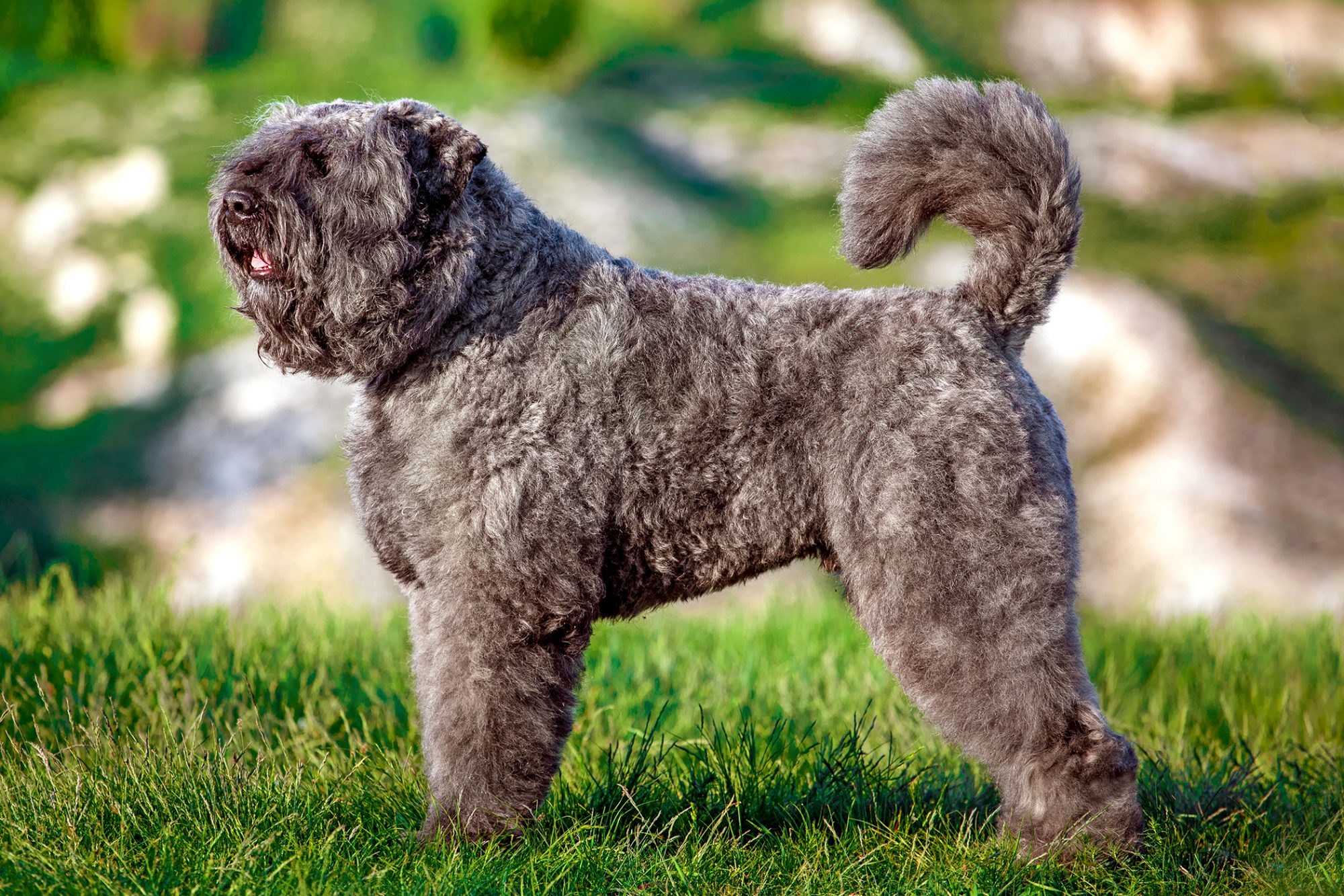 ブービエ・デ・フランダース - bouvier-des-flandres