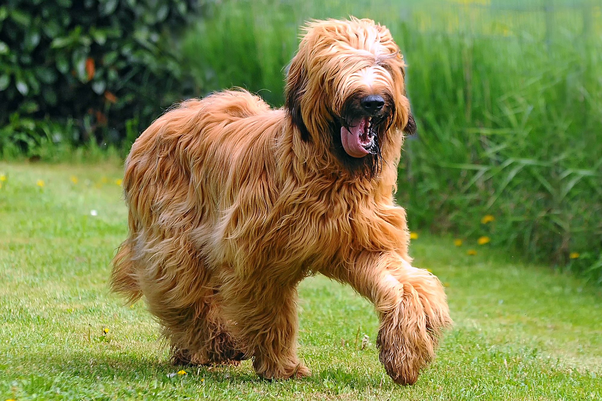 ブリアード - briard